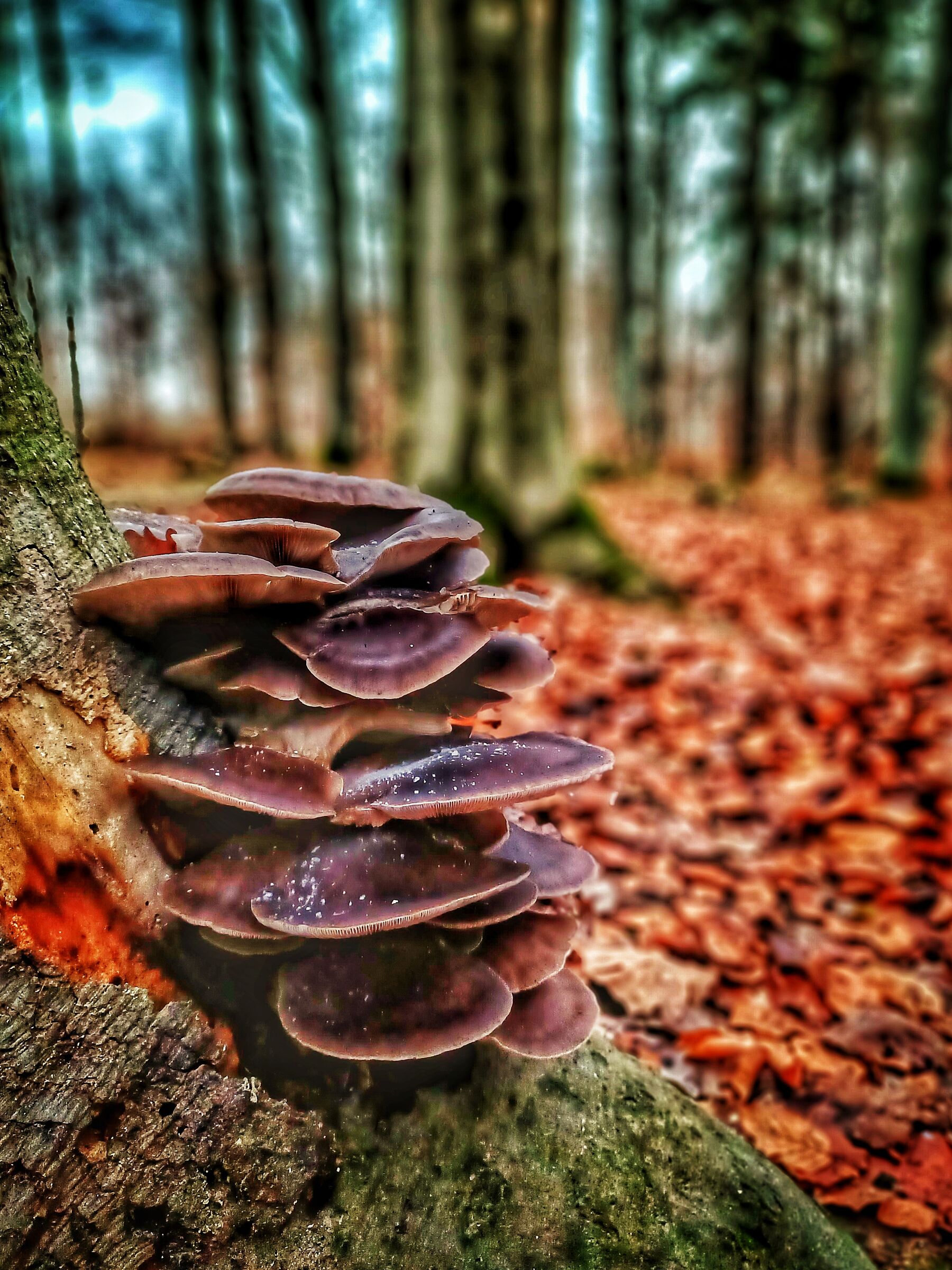 Funghi