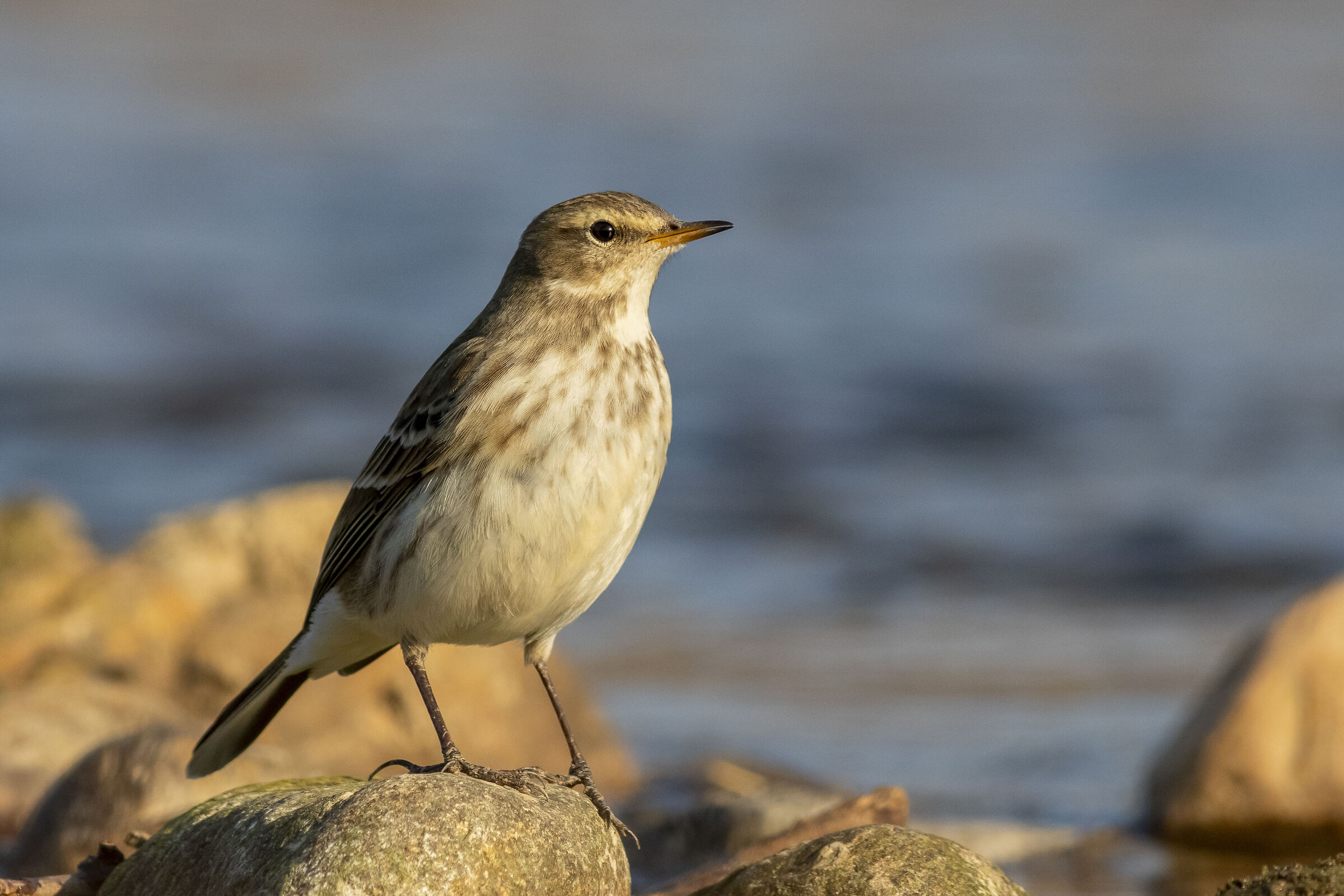 Meadow pipit