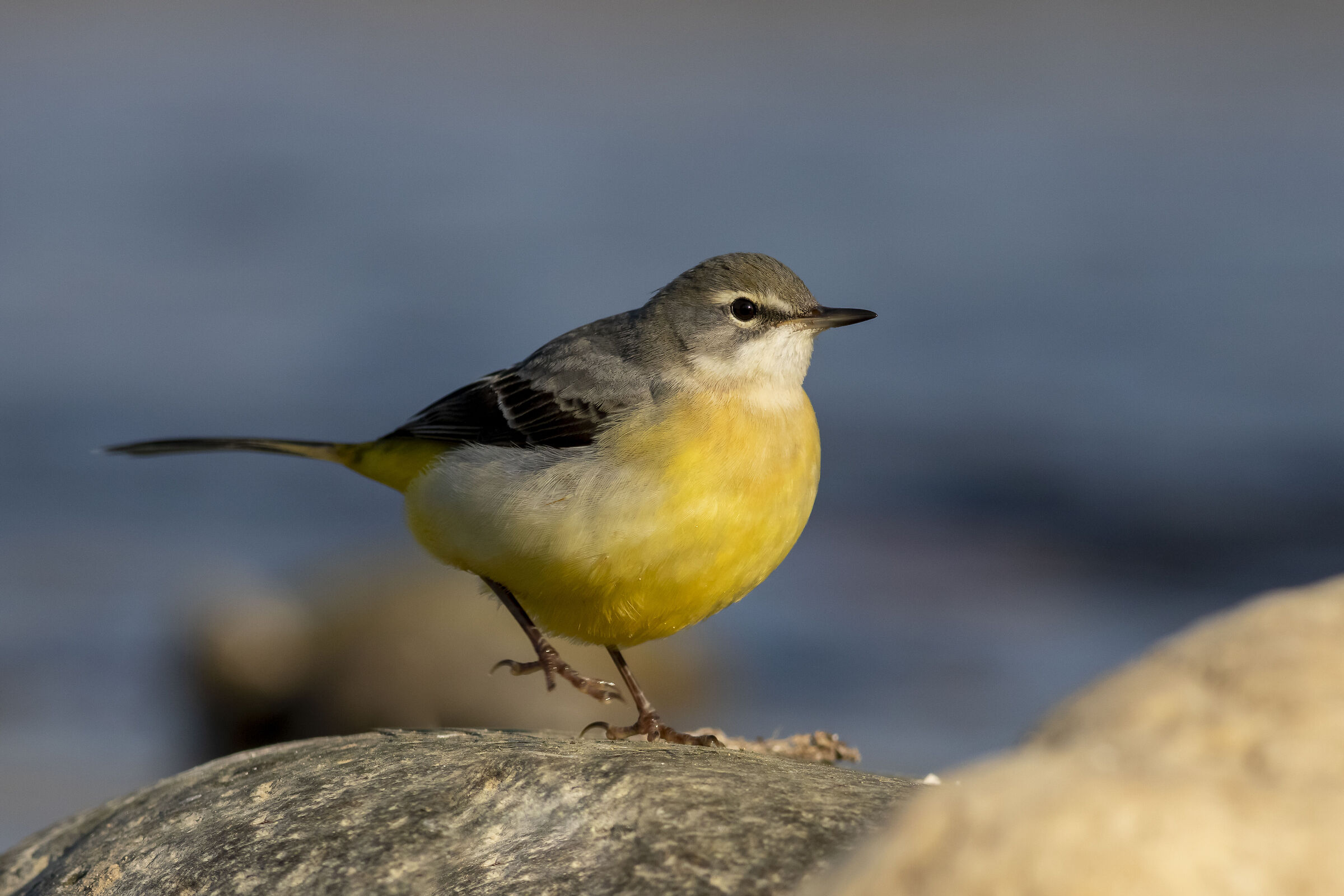 Grey wagtail
