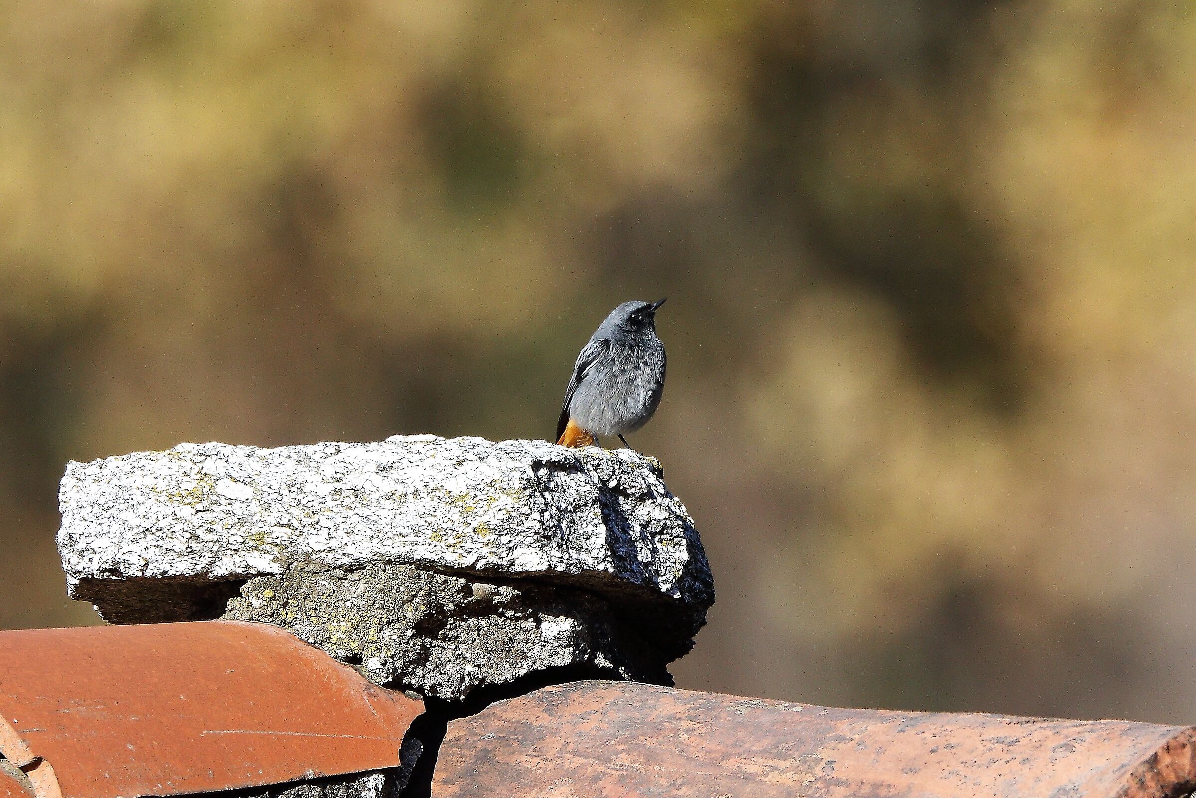 Redstart