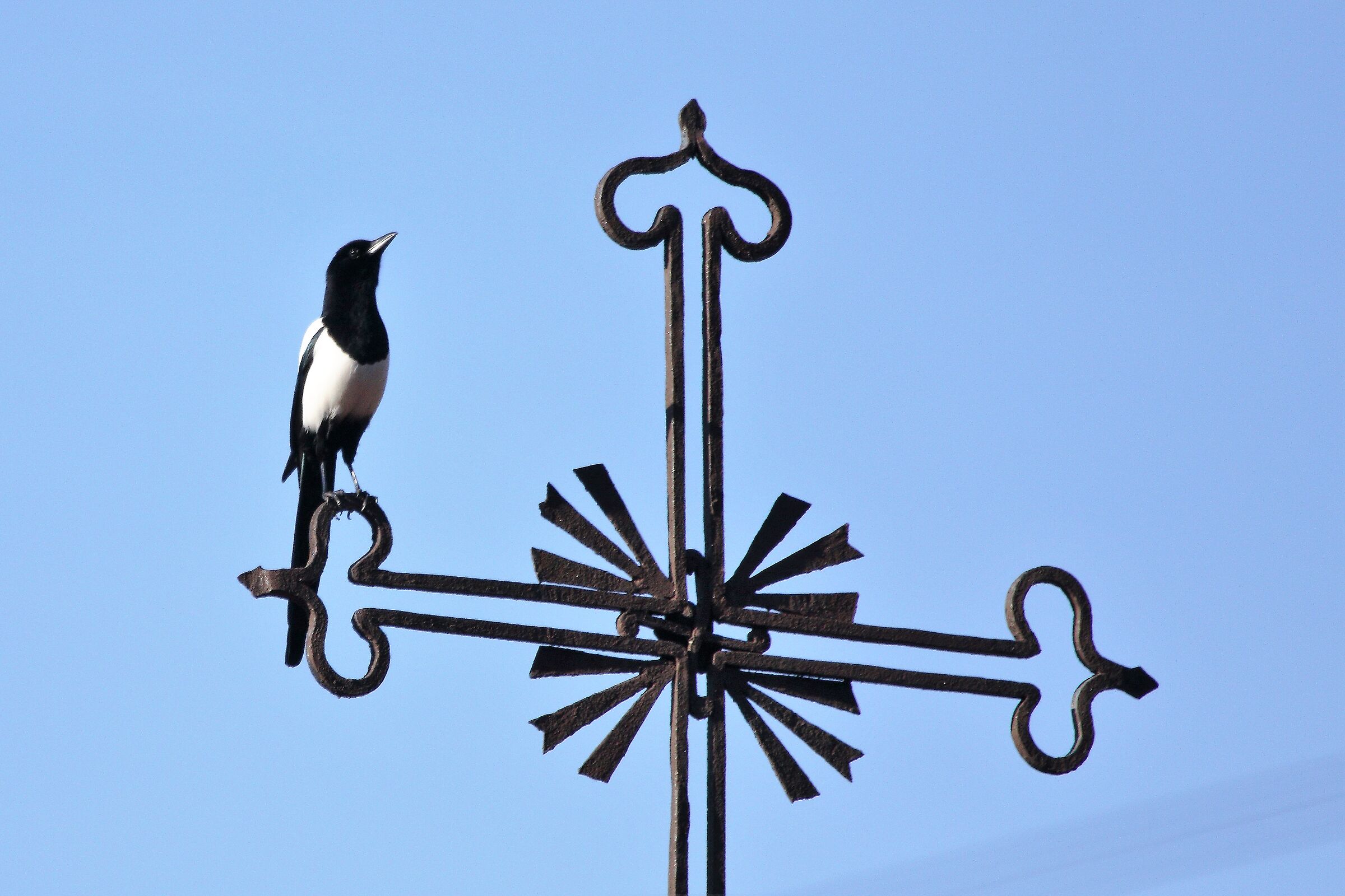 Religious magpie