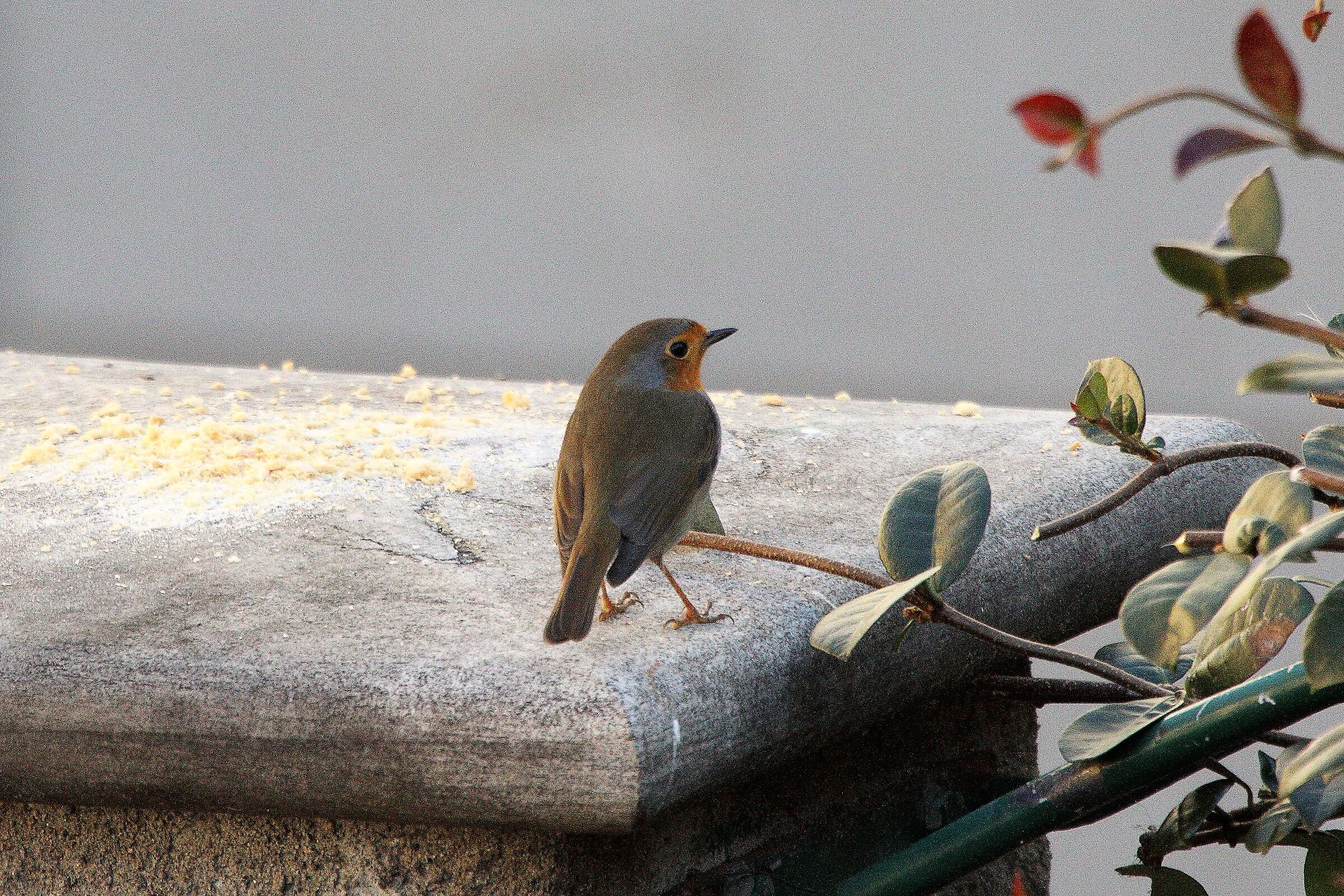 Hungry robin