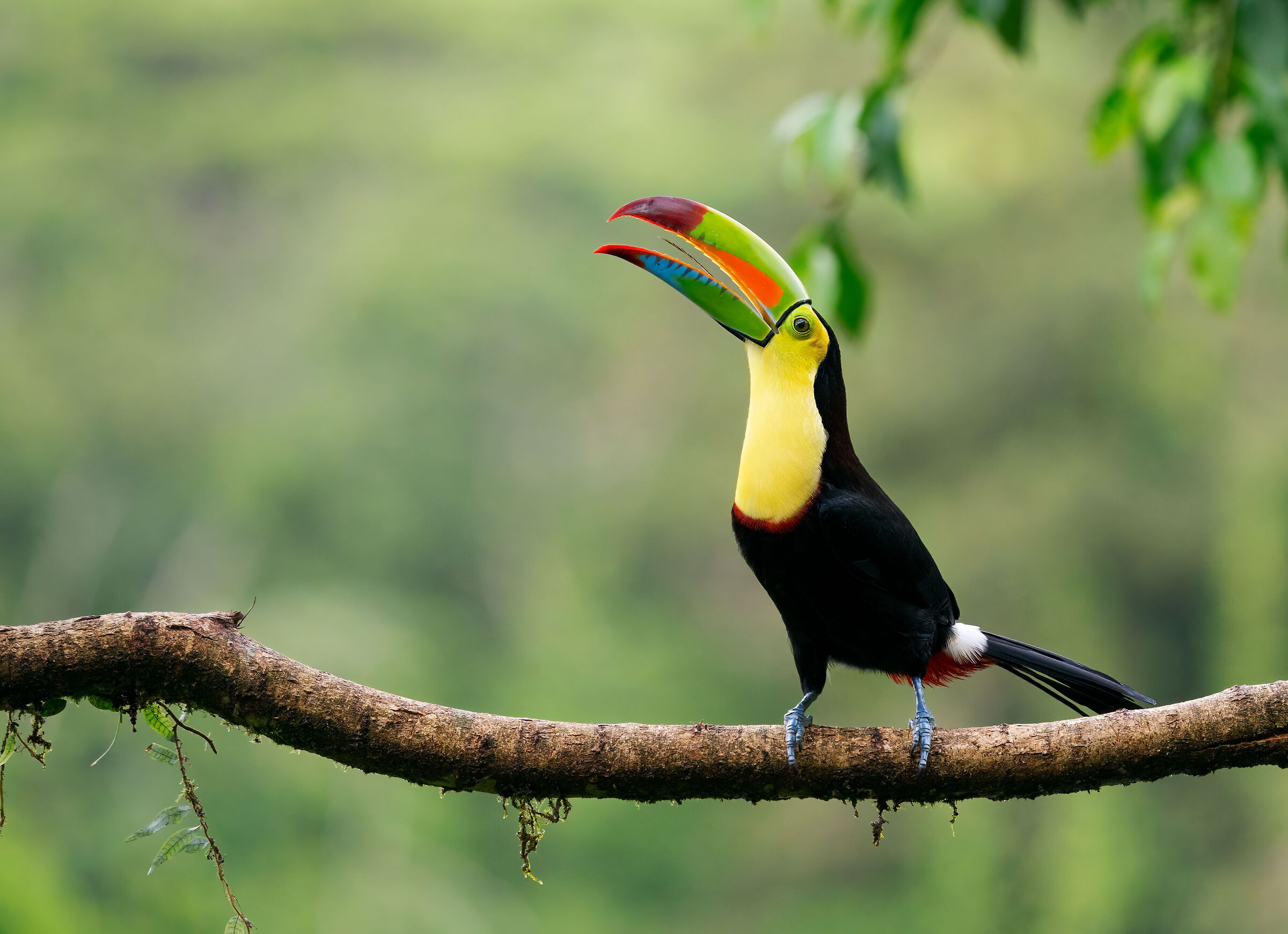 Sulphur toucan