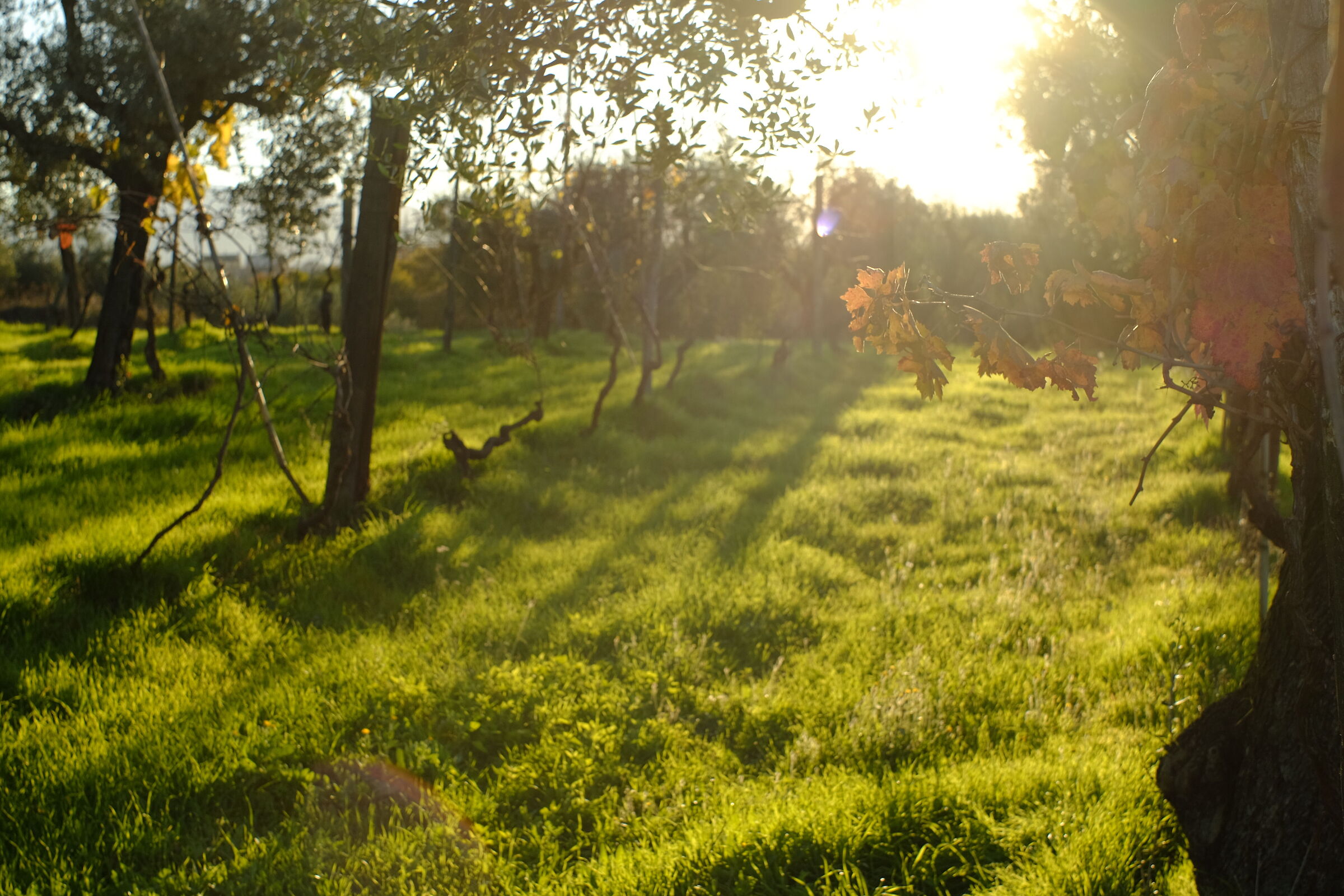 Grape variety against light