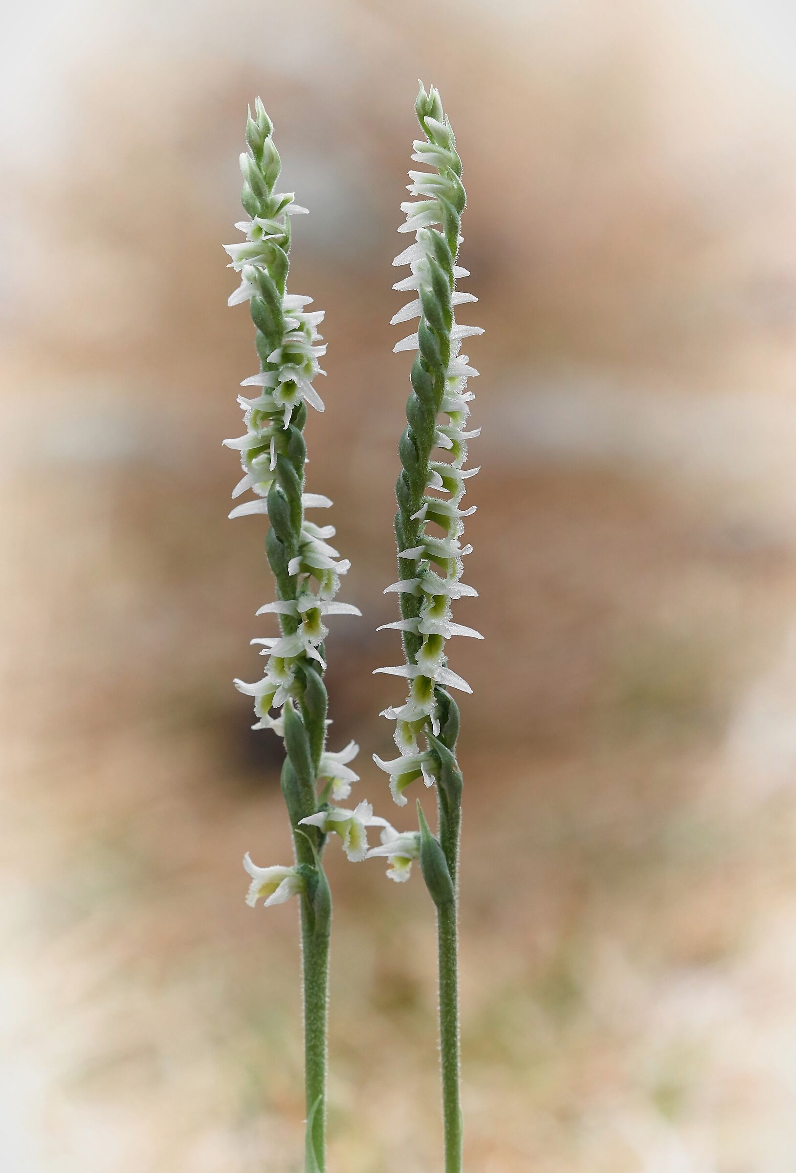 Spiranthes spiralis