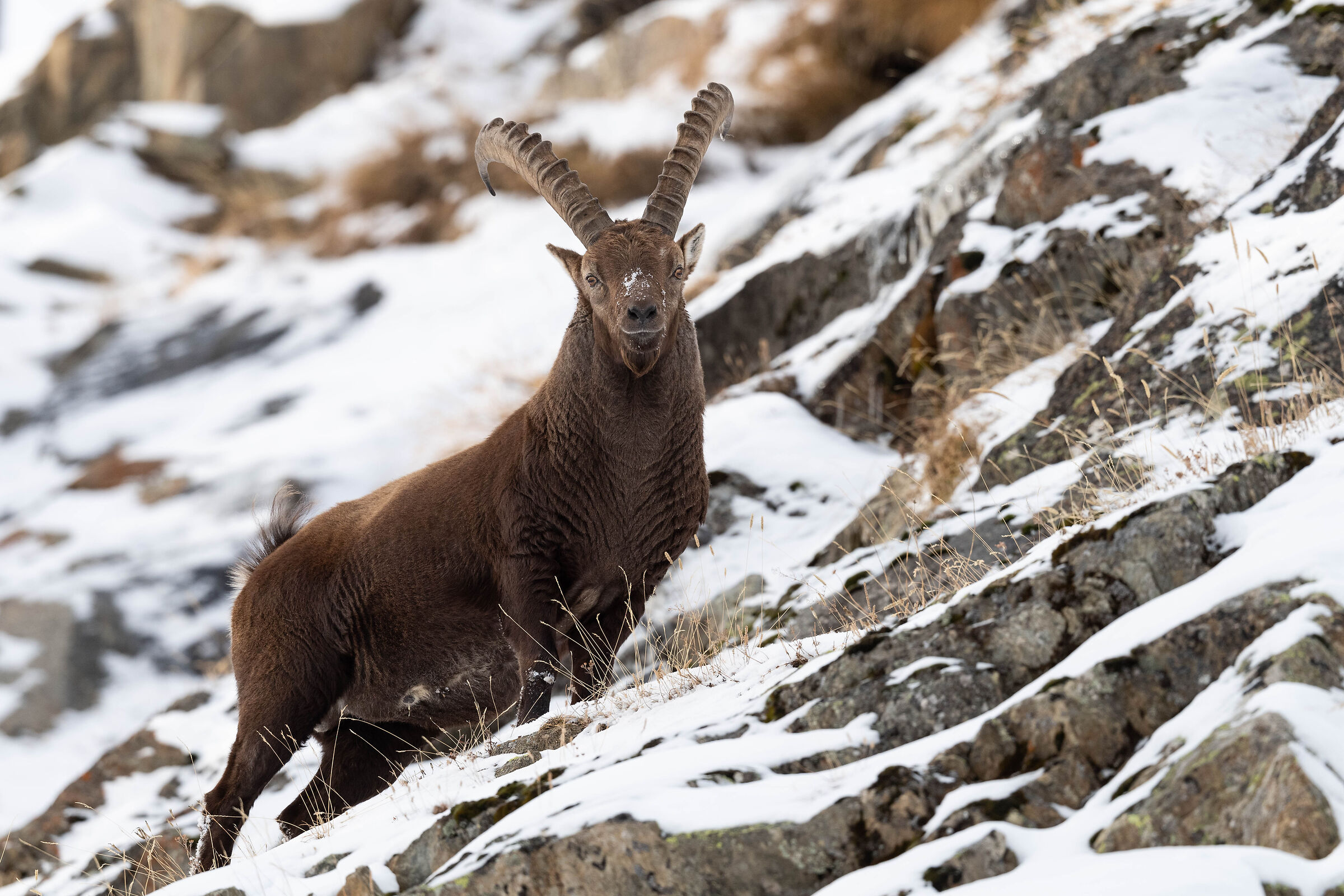 the king of the Alps