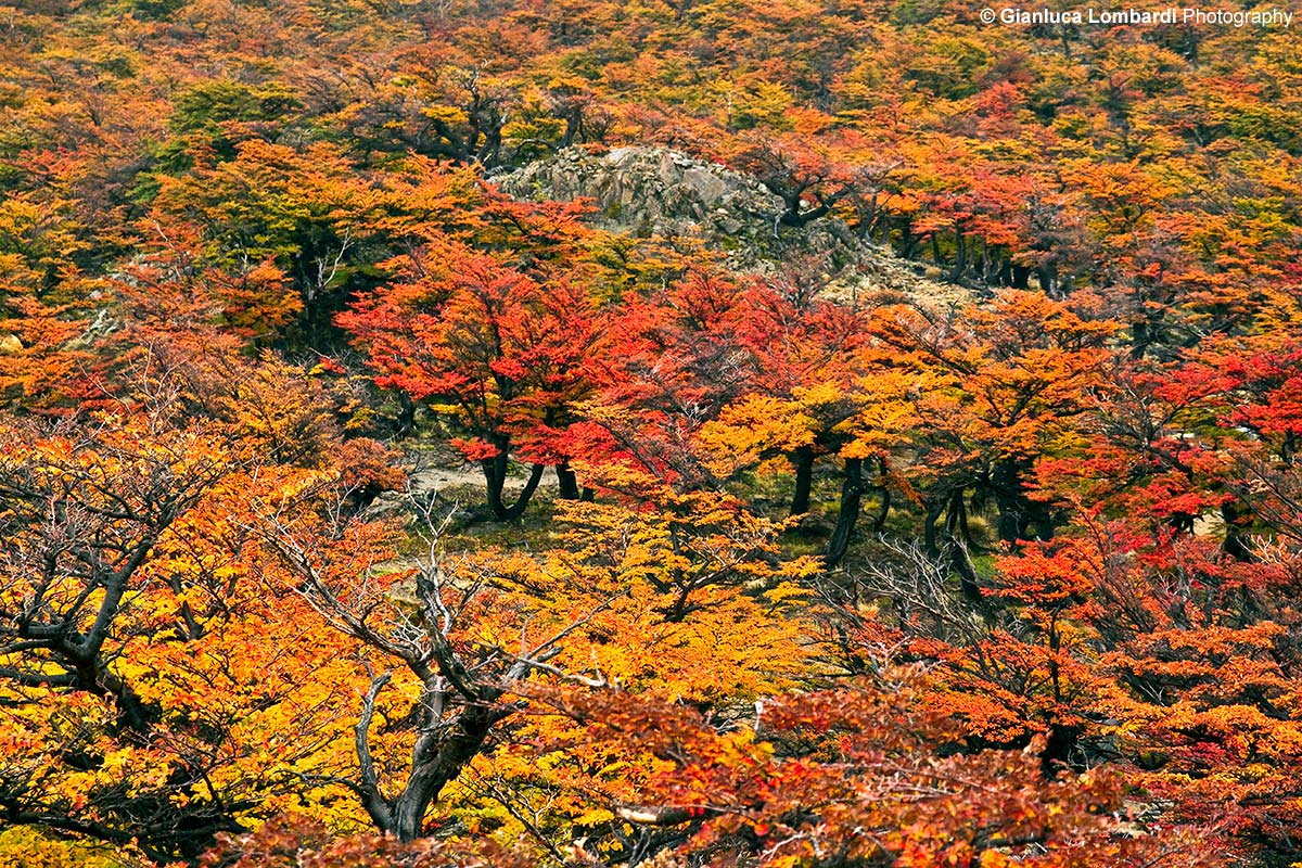 Foresta Patagonica autunnale
