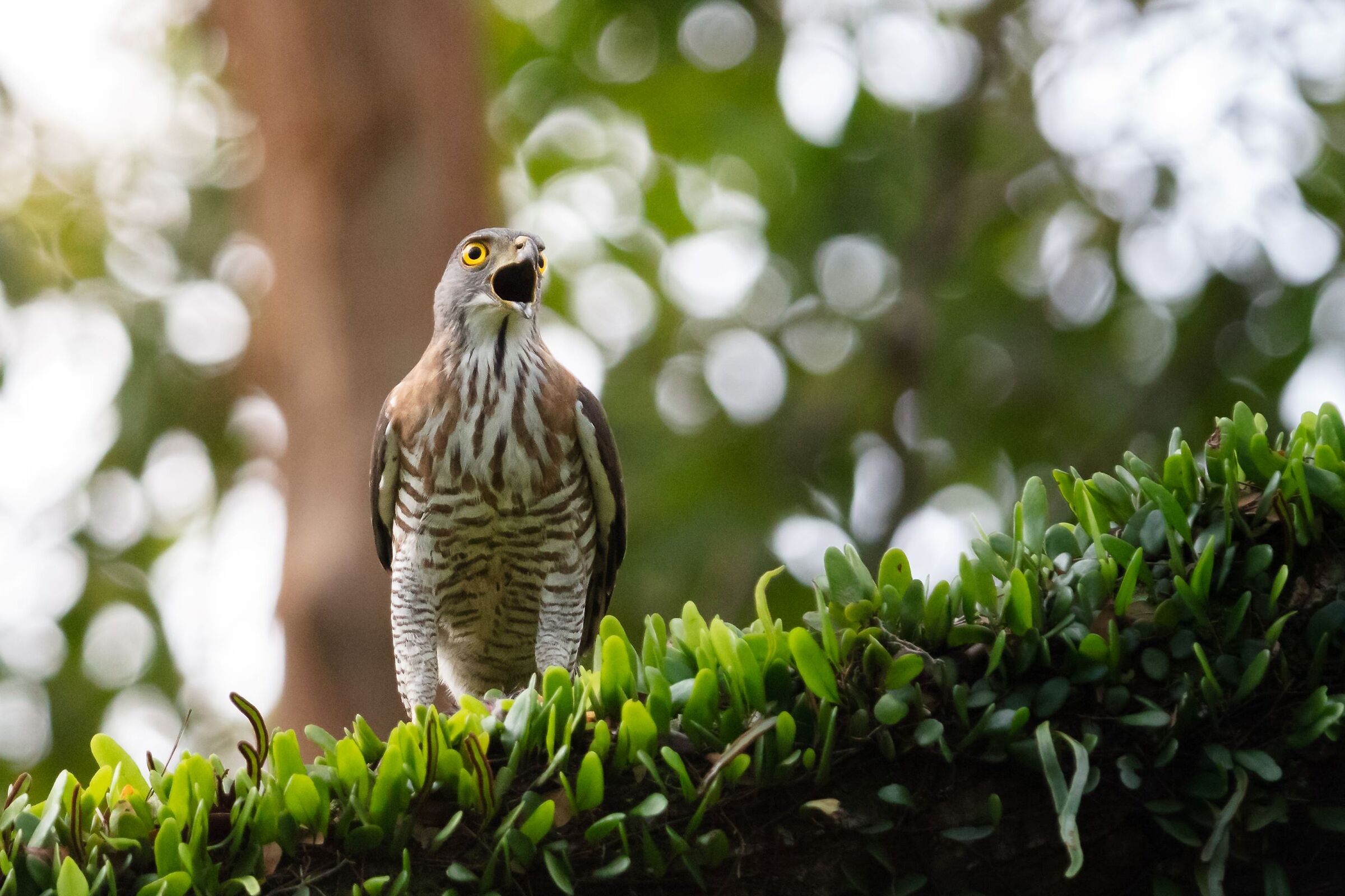 Astore crestato asiatico