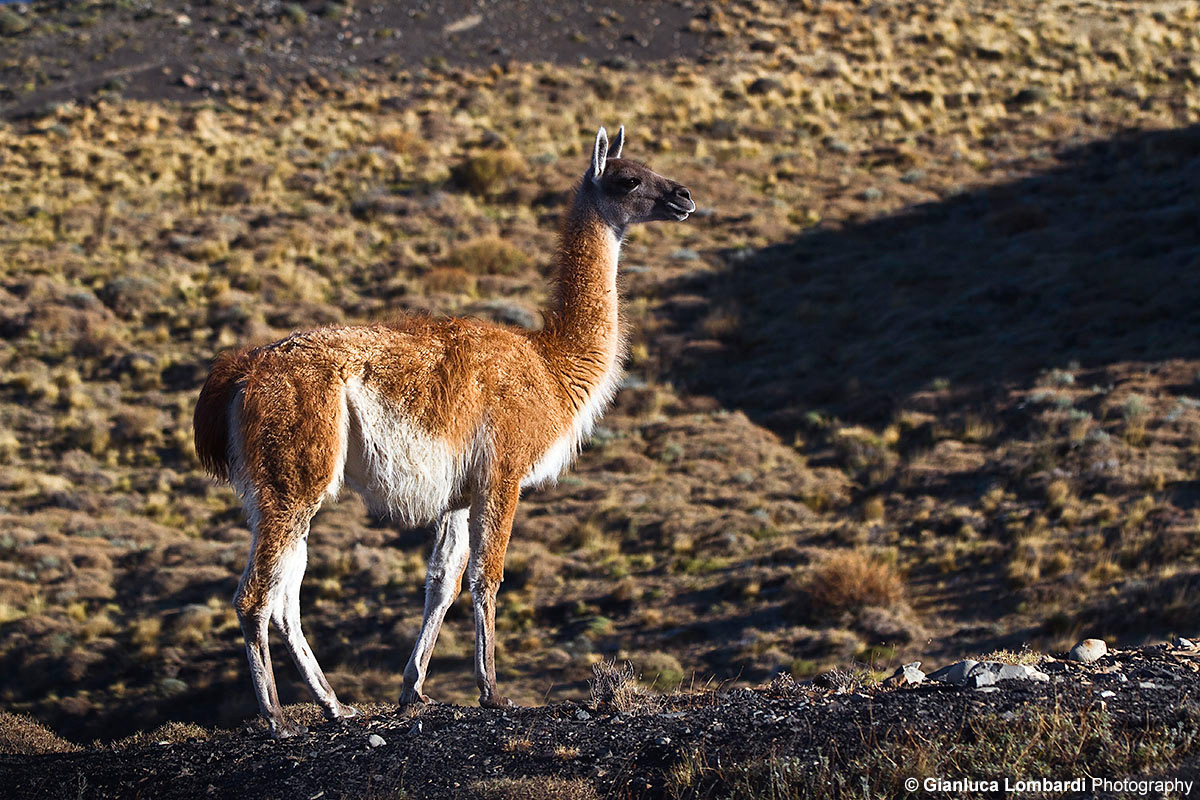 Guanaco (Lama Guanicoe)