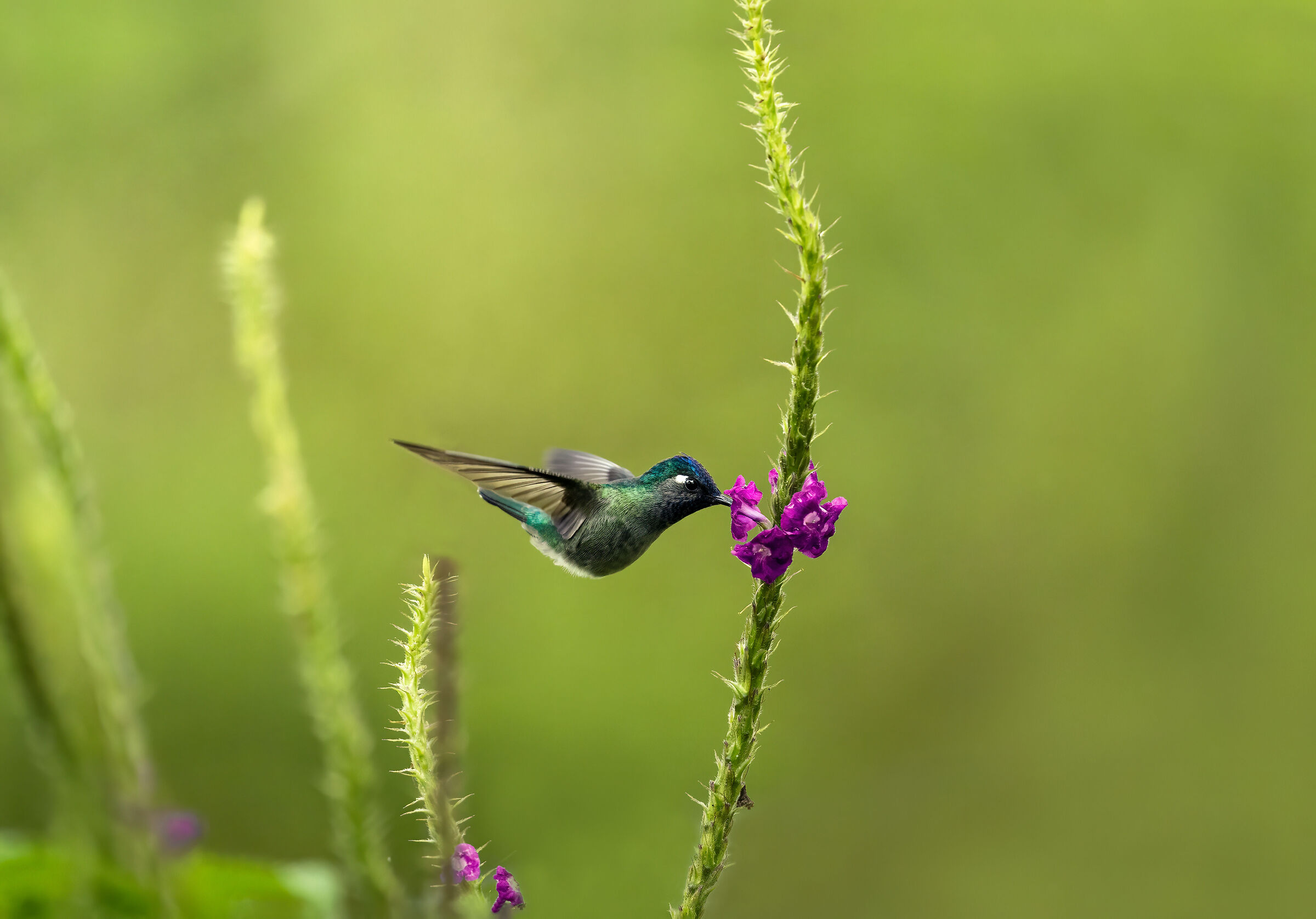 Colibrì Testaviola