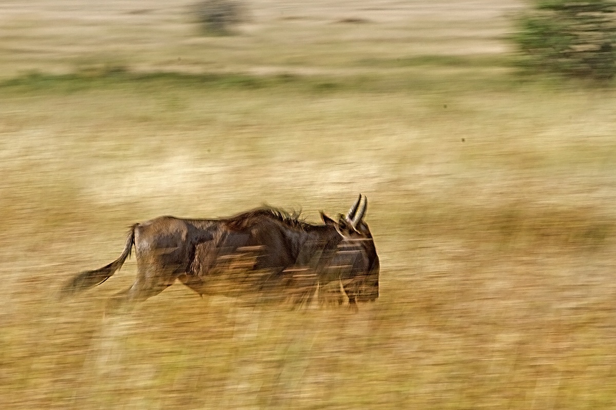Ogni mattin  in Africa uno gnu......