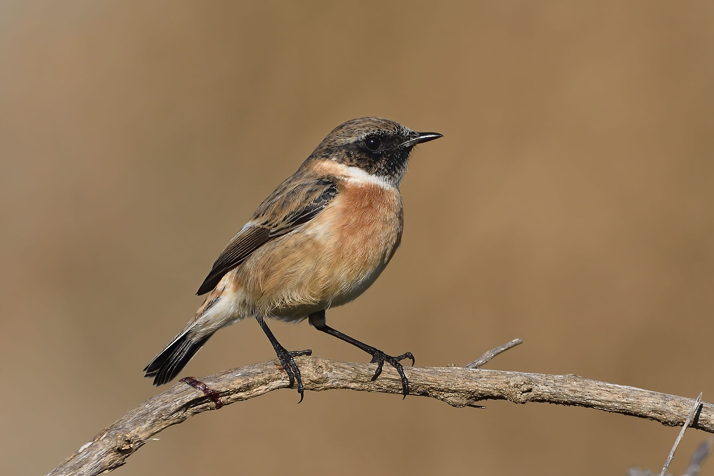 Male saltimpalo