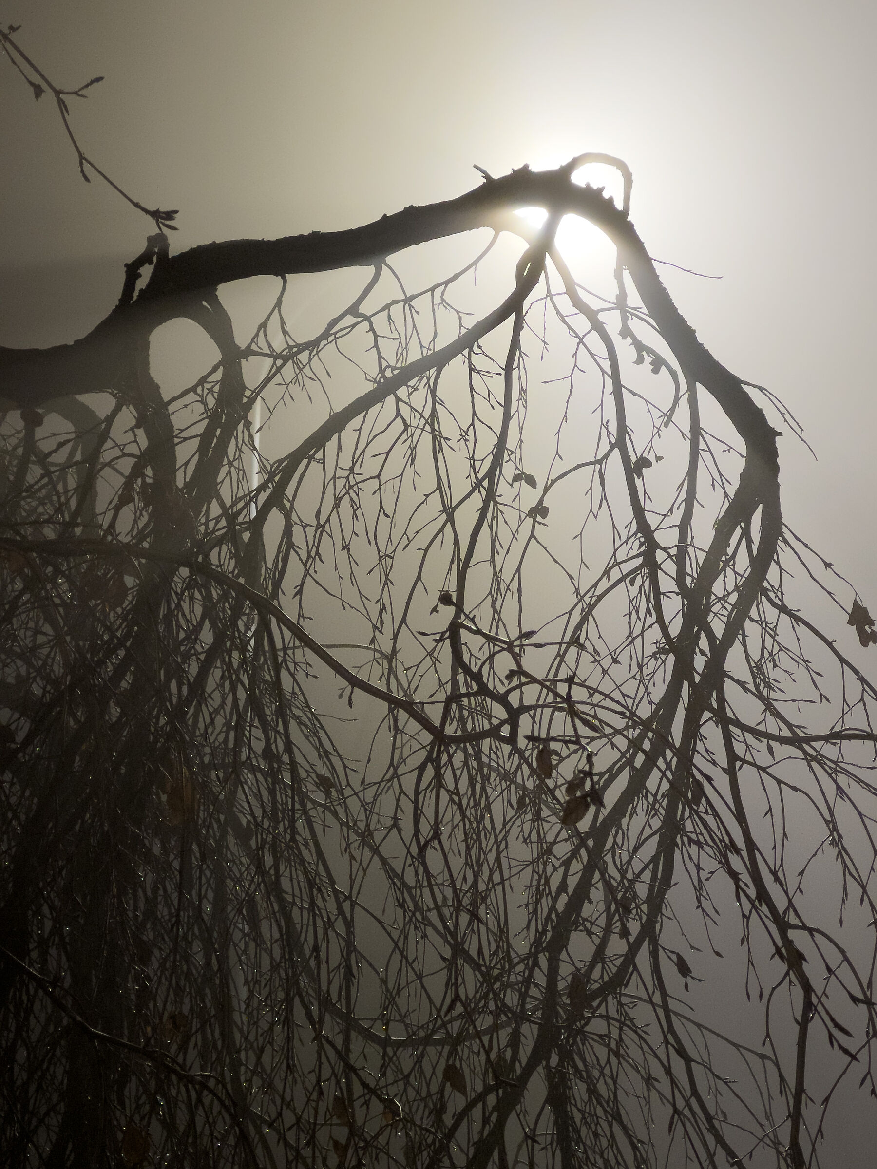 Albero tra la nebbia