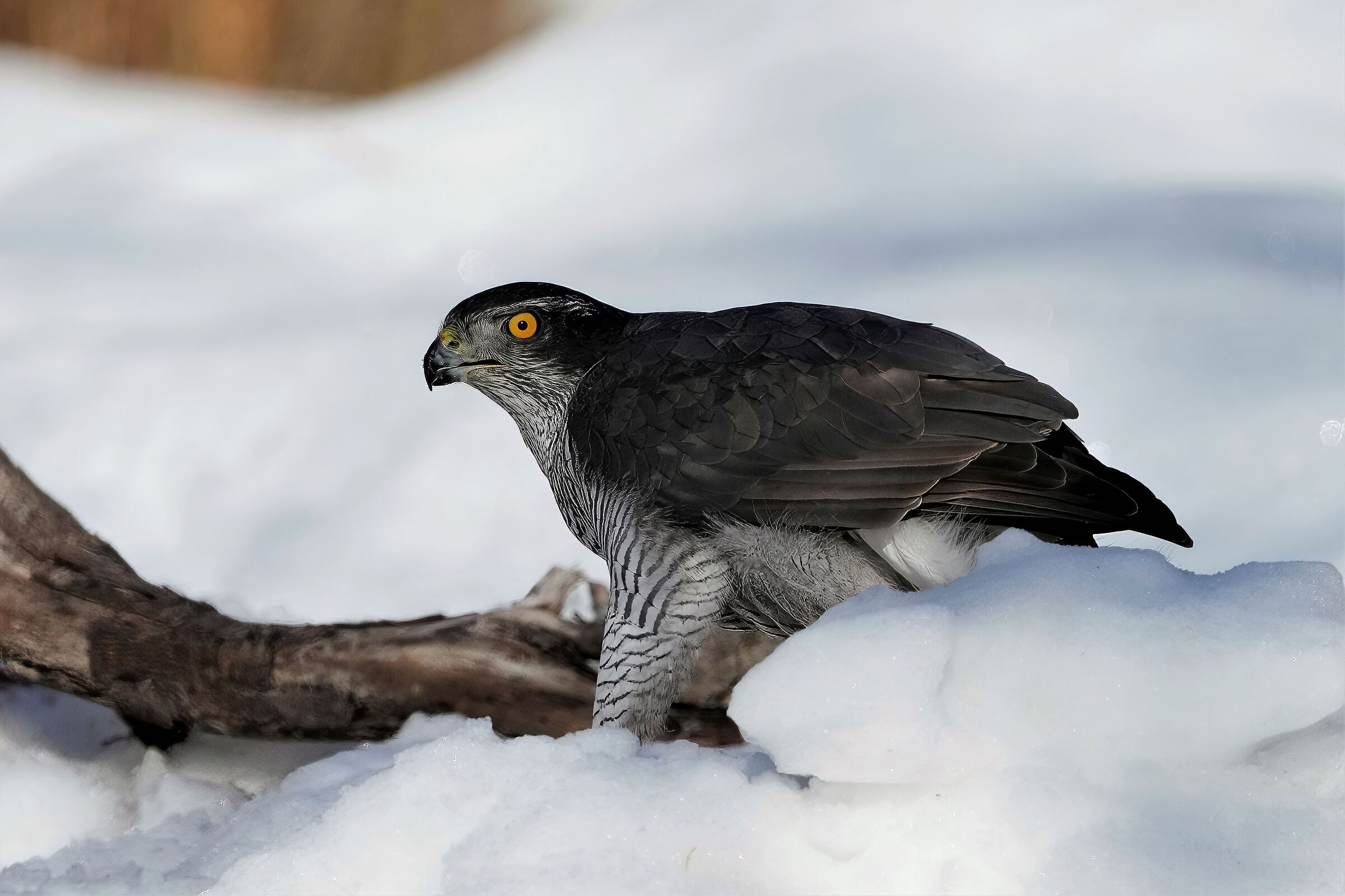 adult male goshawk