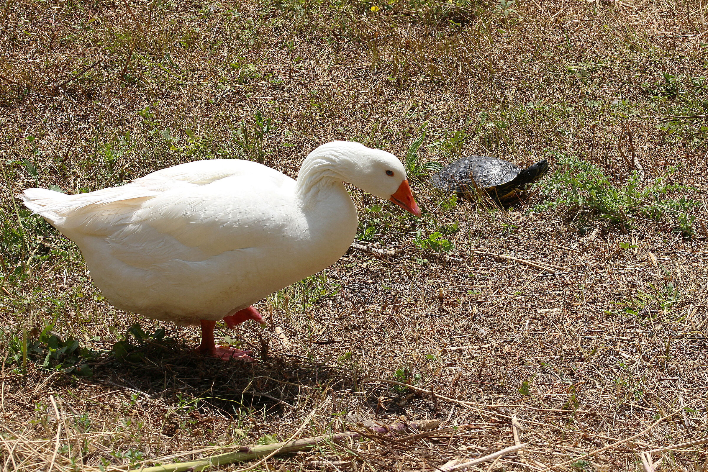 Il paradosso di Zenone