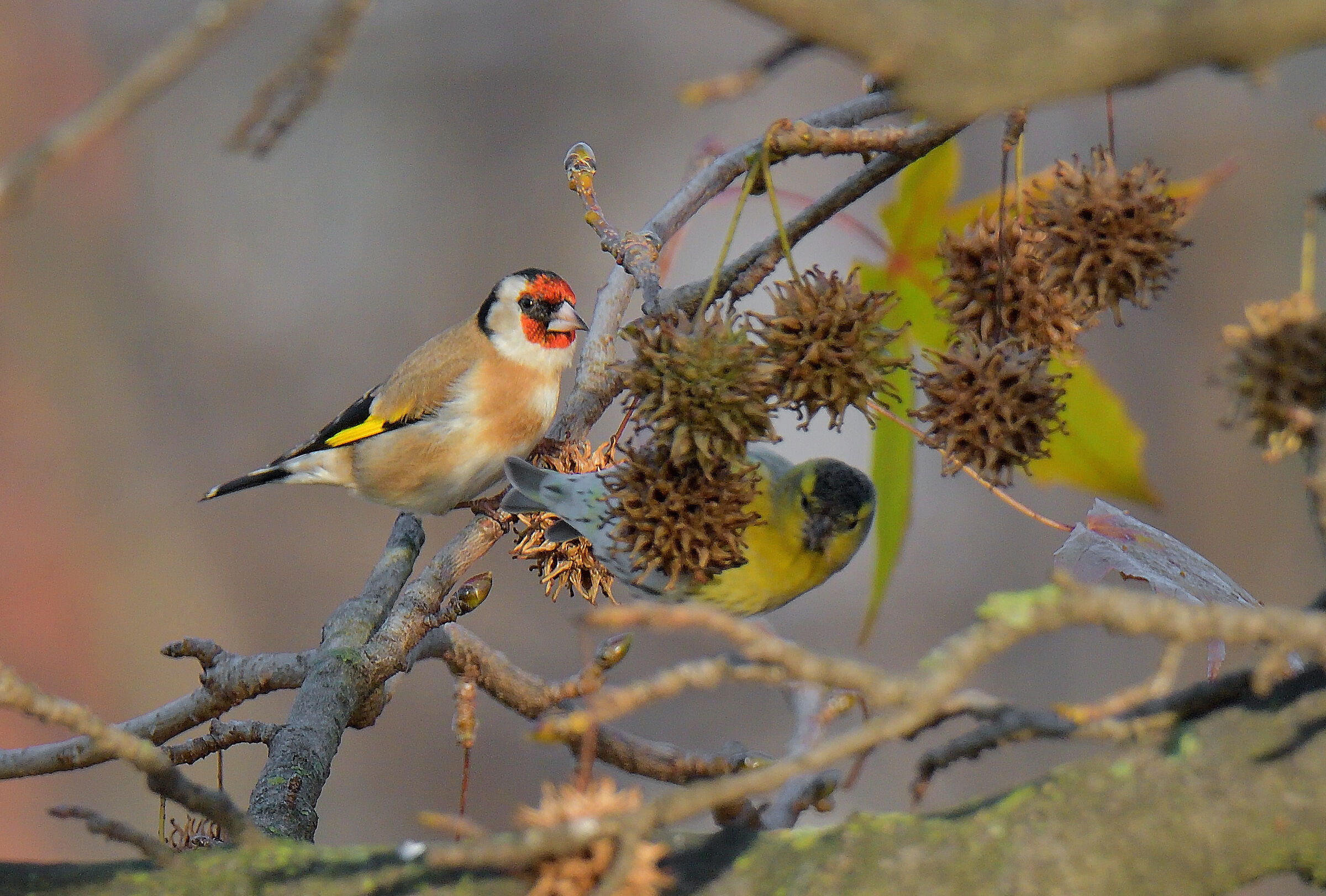 cardellino e lucherino