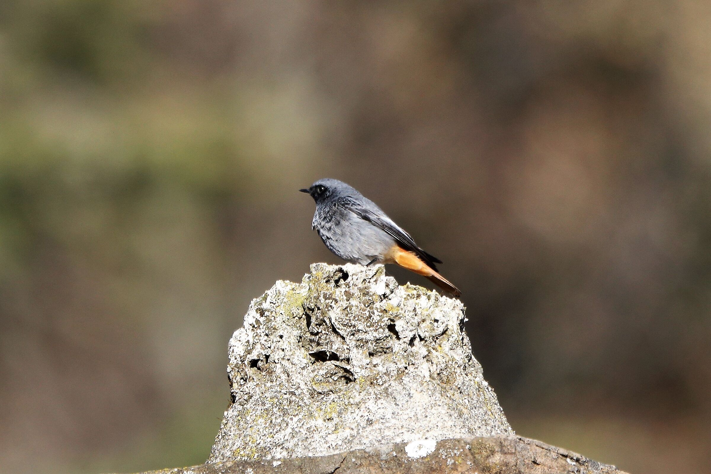 Redstart
