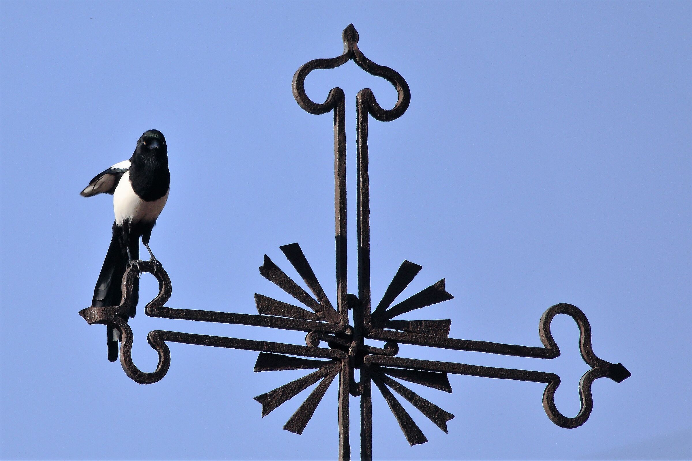 Magpie