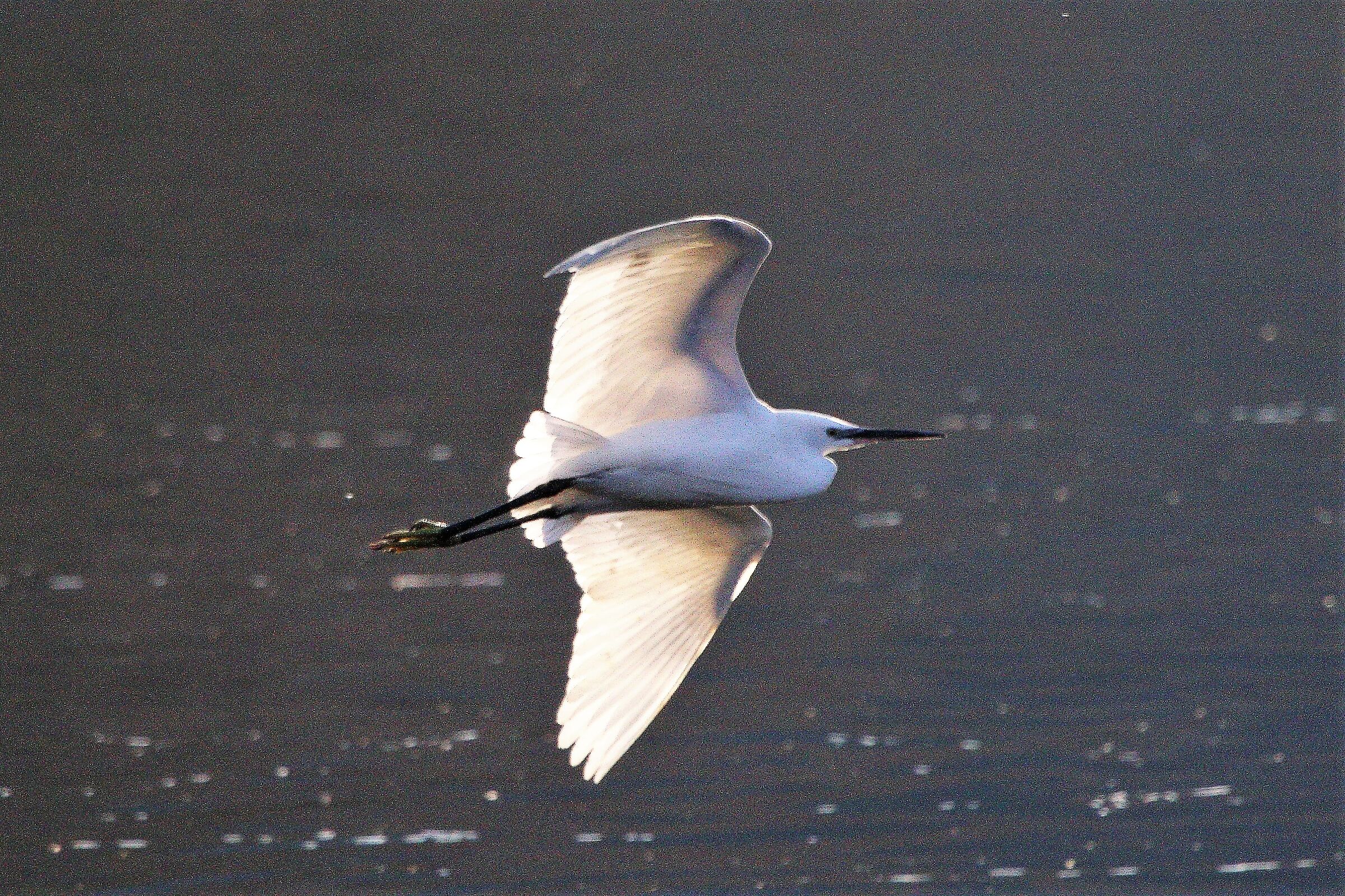 egret