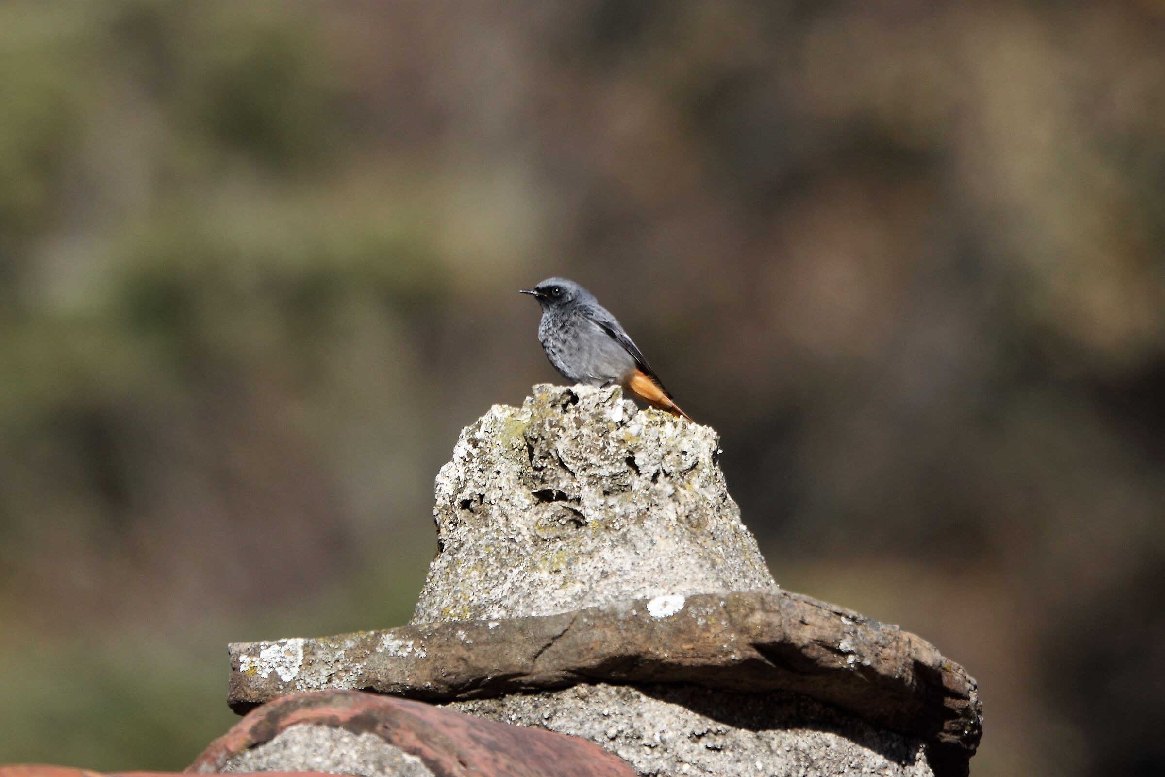 Redstart