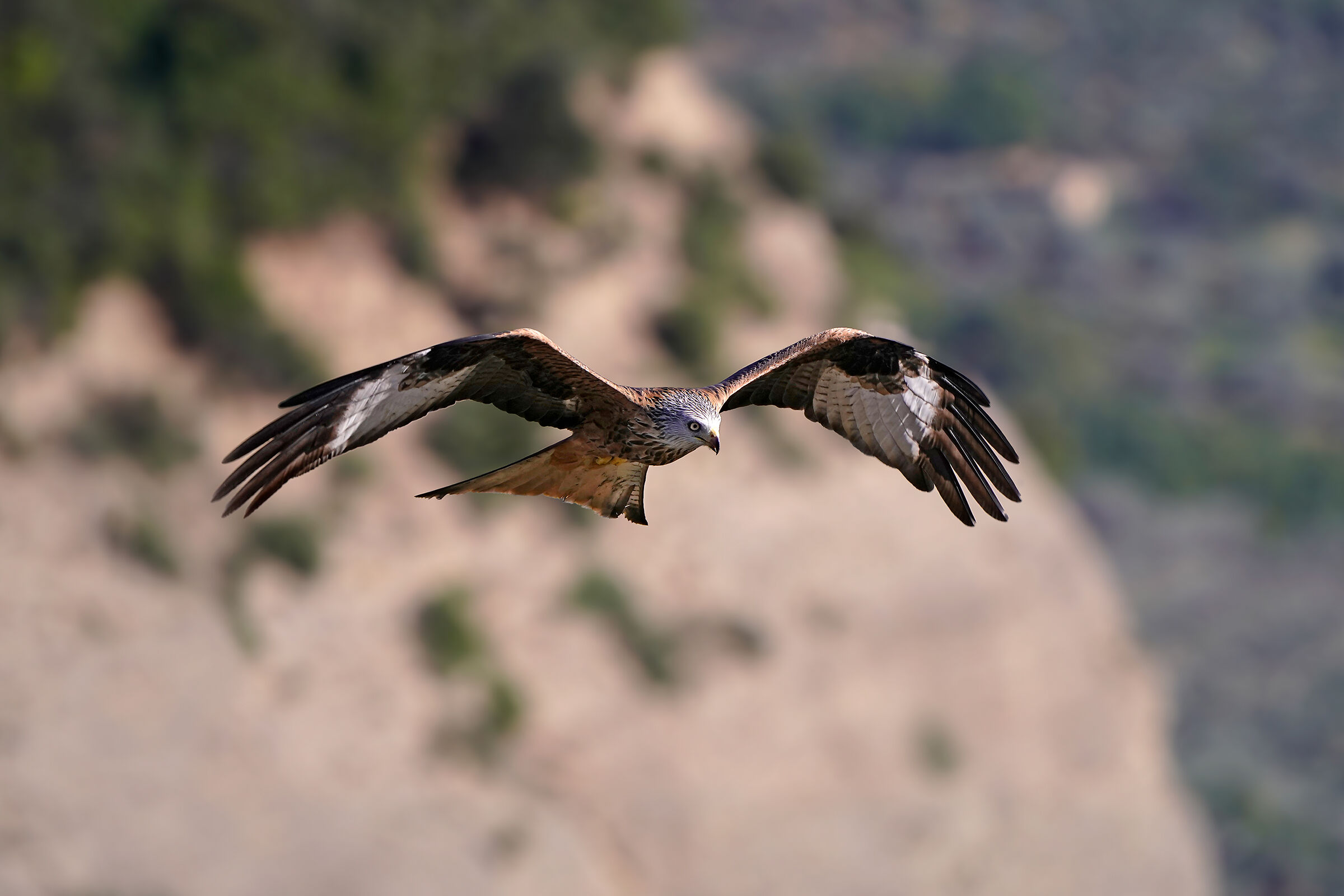 Sailing on the ravine - Red Kite