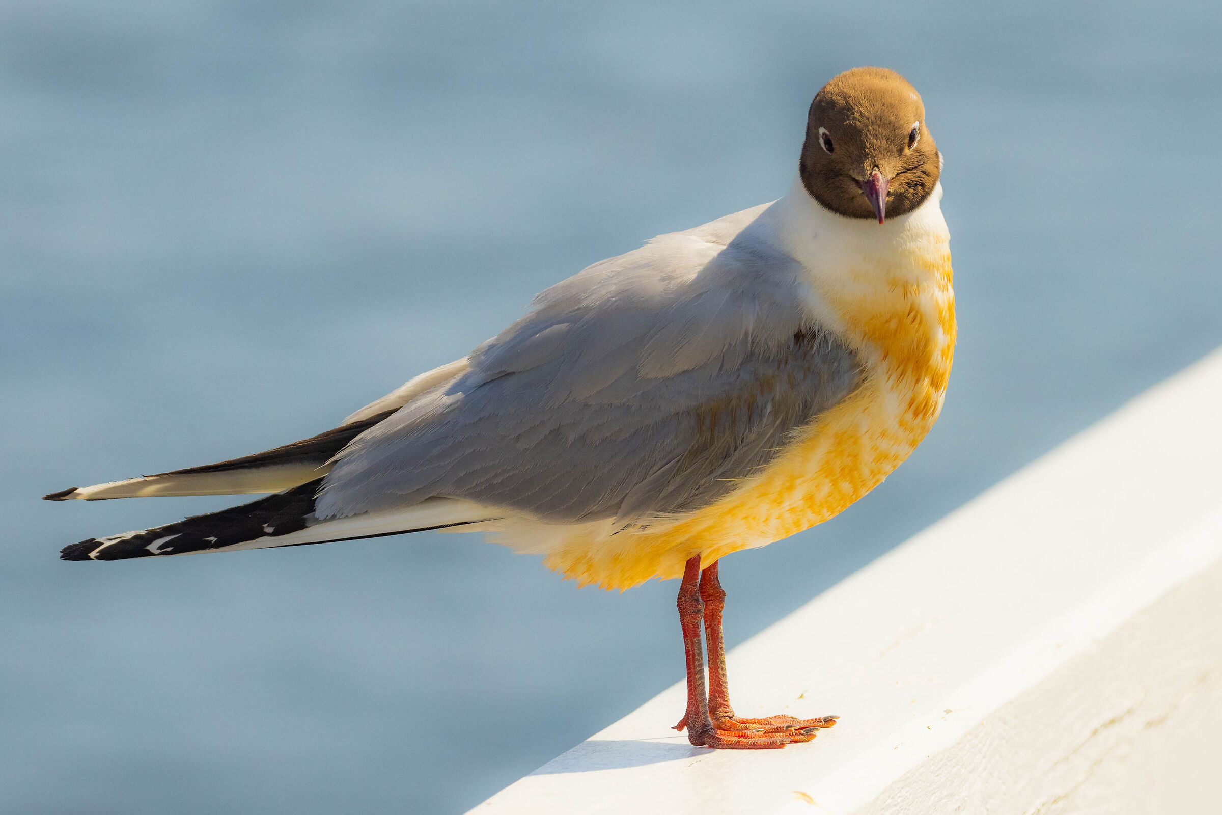 Gabbiano comune (Chroicocephalus ridibundus)