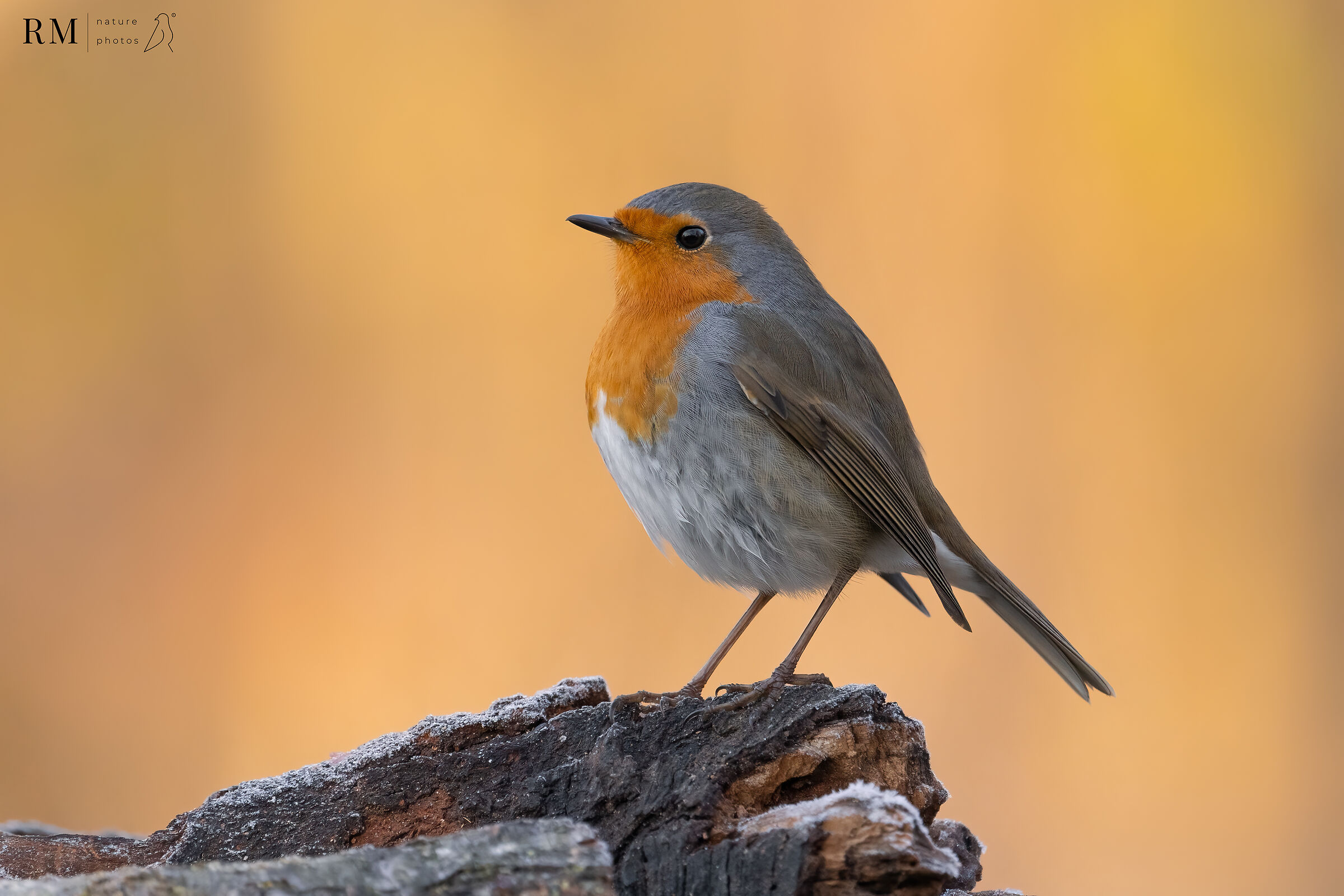 Robin