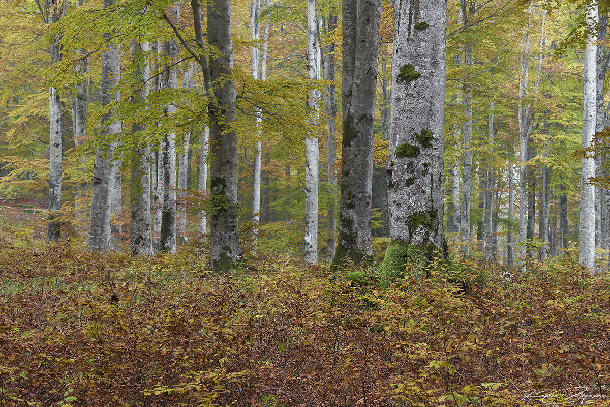 Between silence and a thousand shades inside the woods