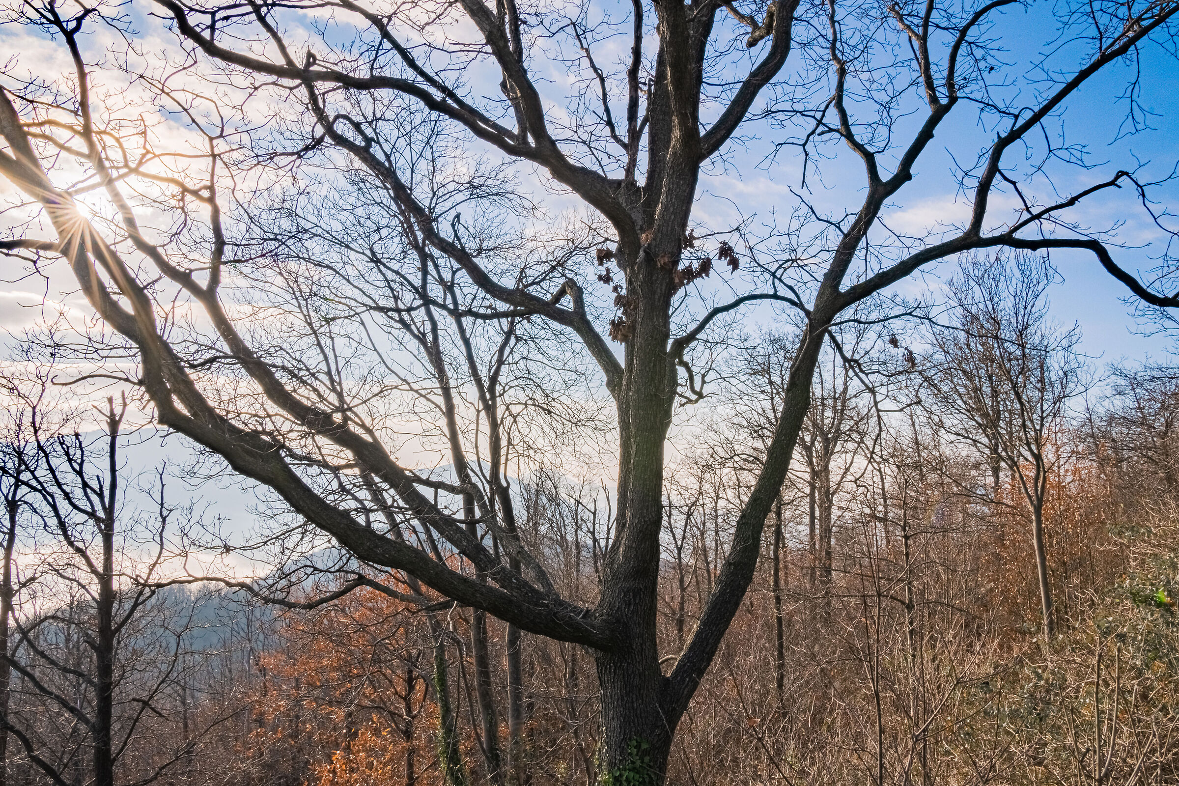 Branches and sun.. Winter..