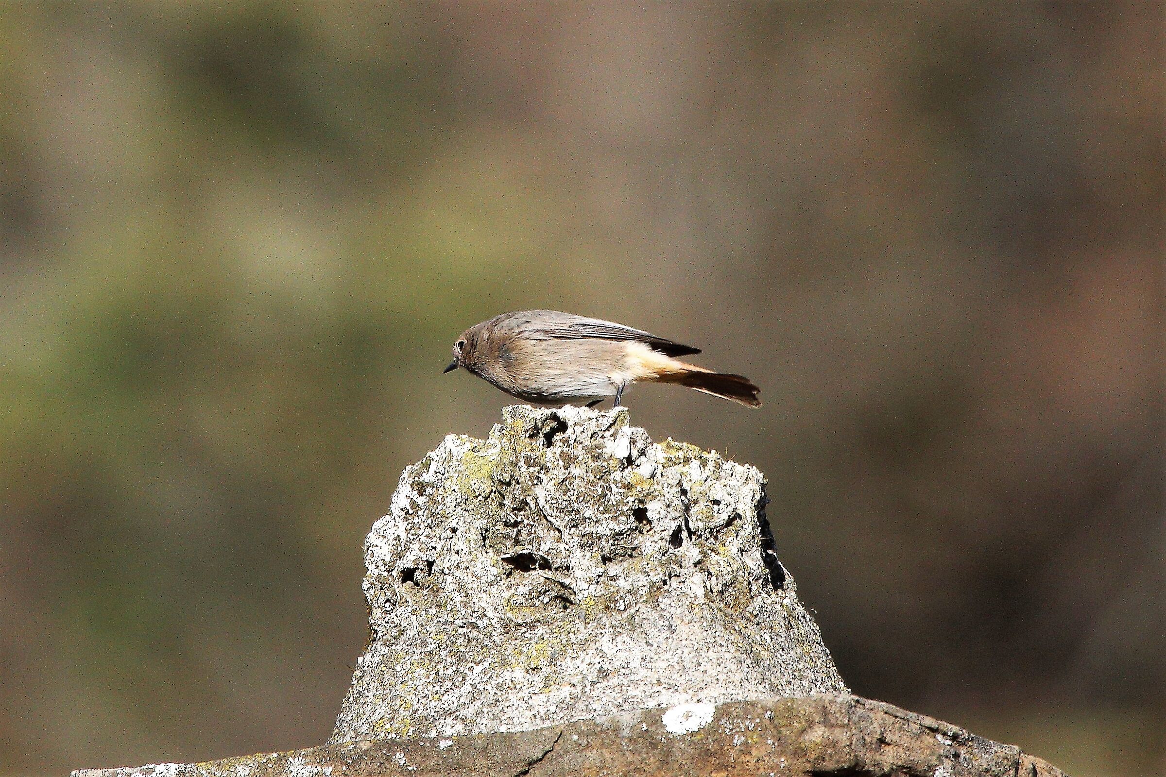 Redstart
