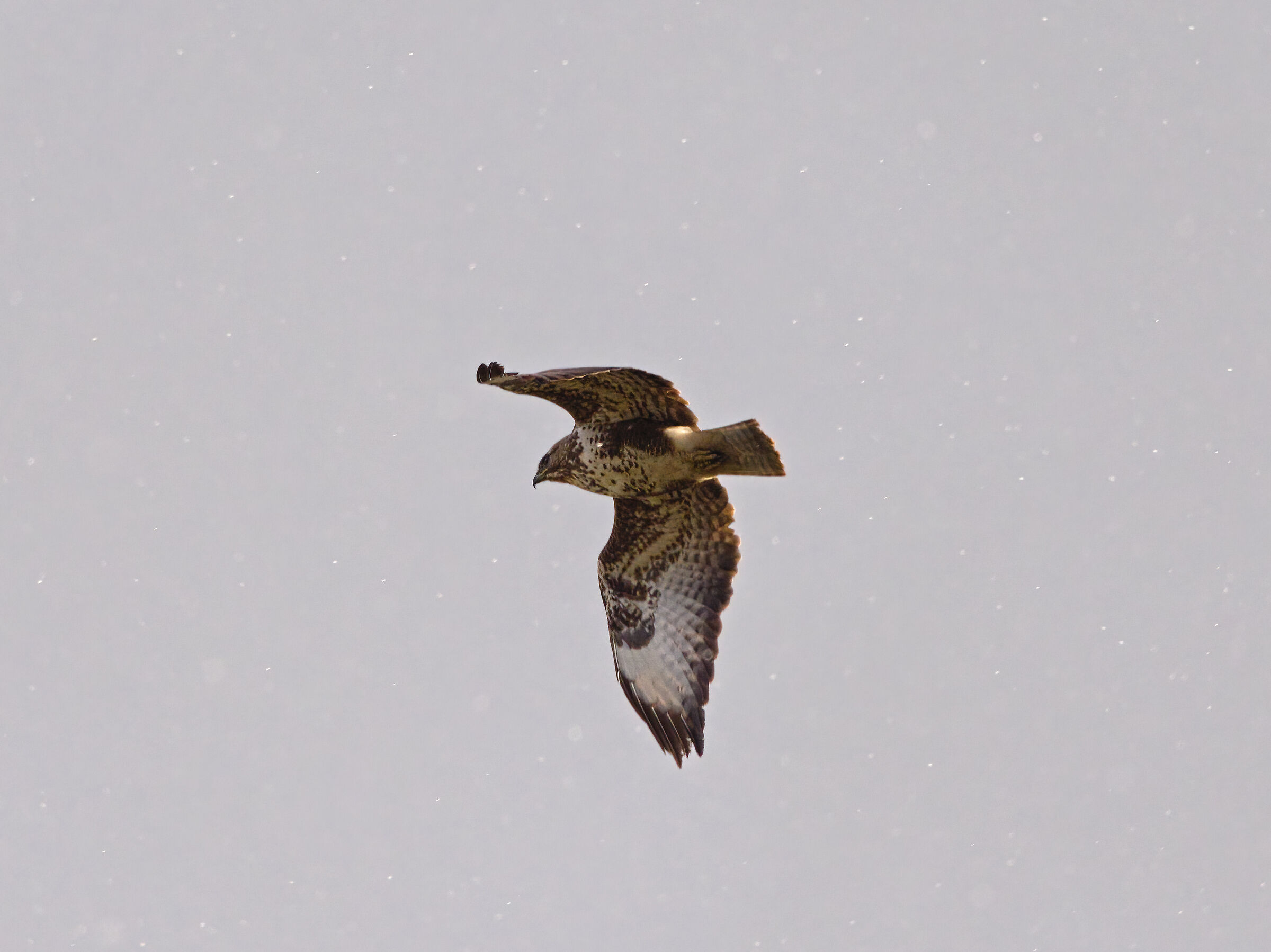 Buzzard under the snow