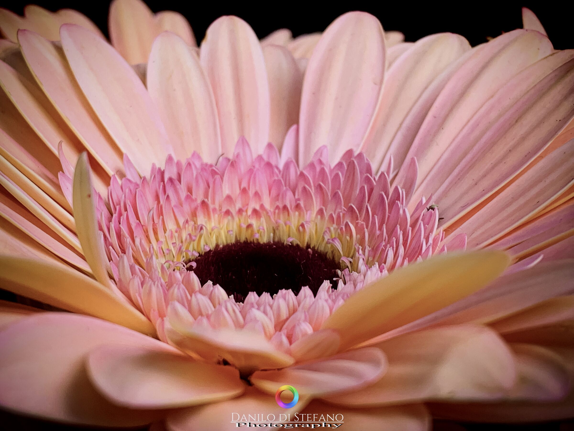 Macro mode iPhone XR