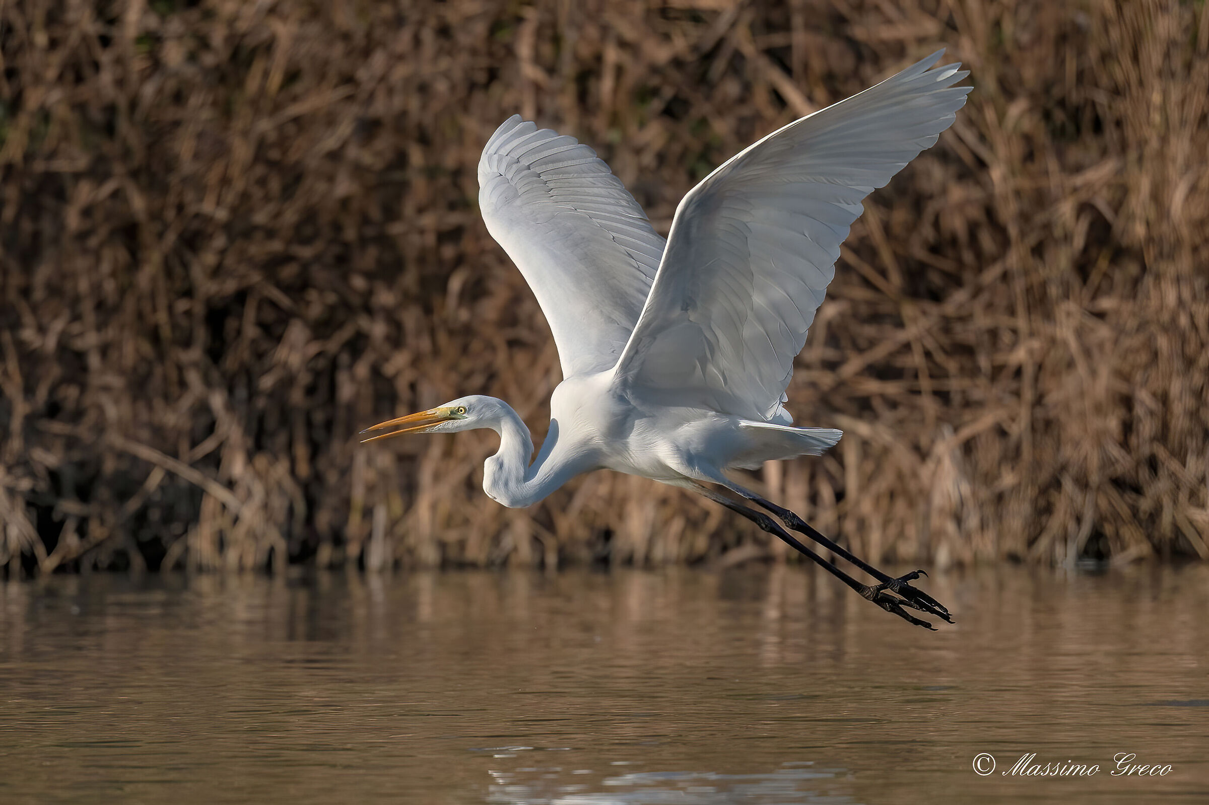 Airone bianco maggiore (Casmerodius albus)