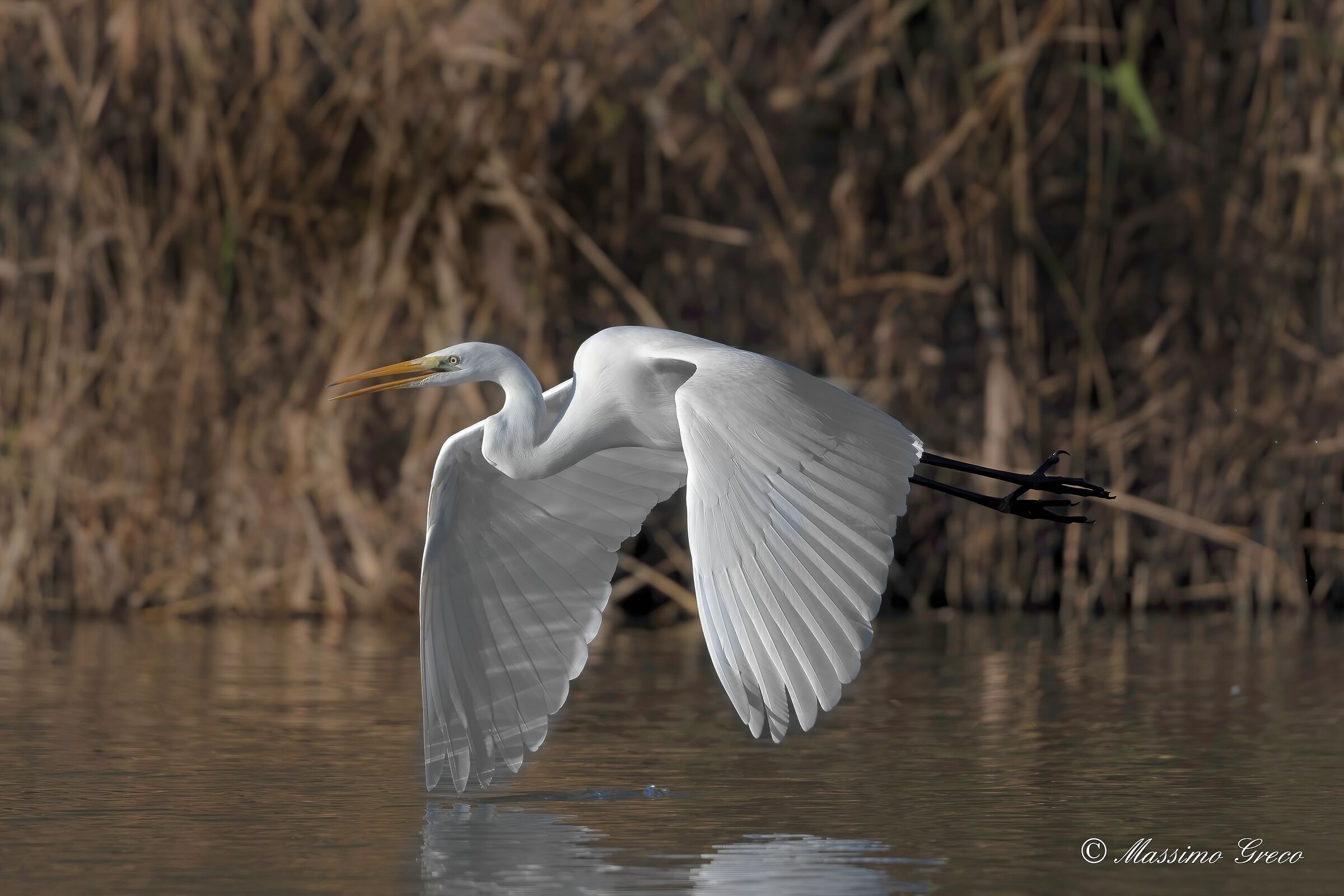 Great White Heron (Casmerodius albus)