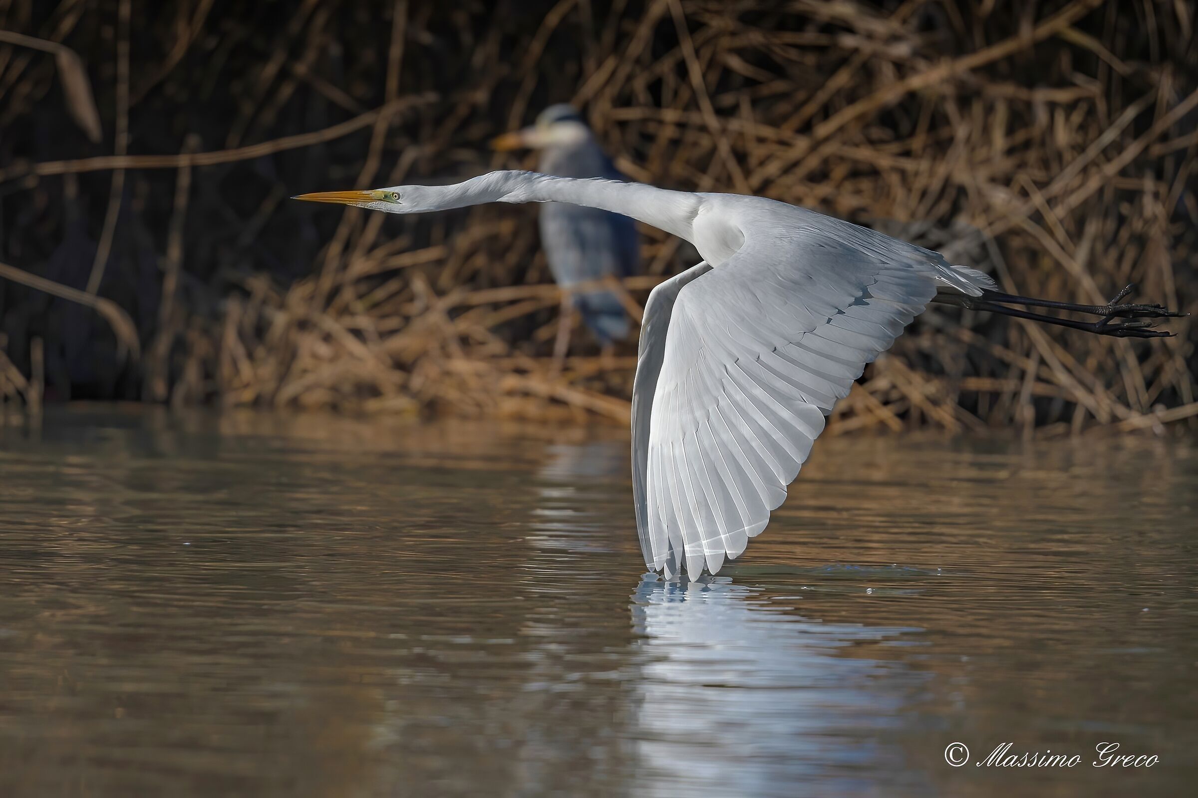 Airone bianco maggiore (Casmerodius albus)