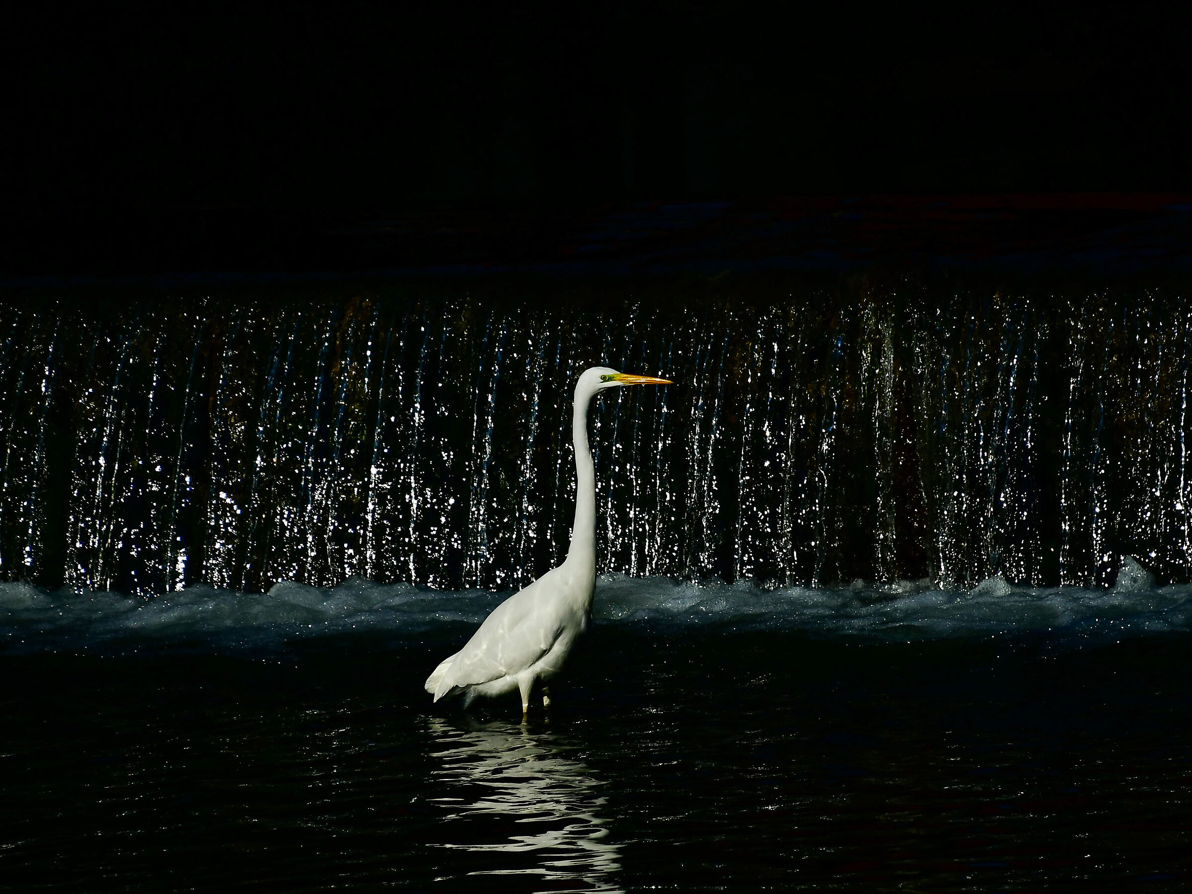 White heron