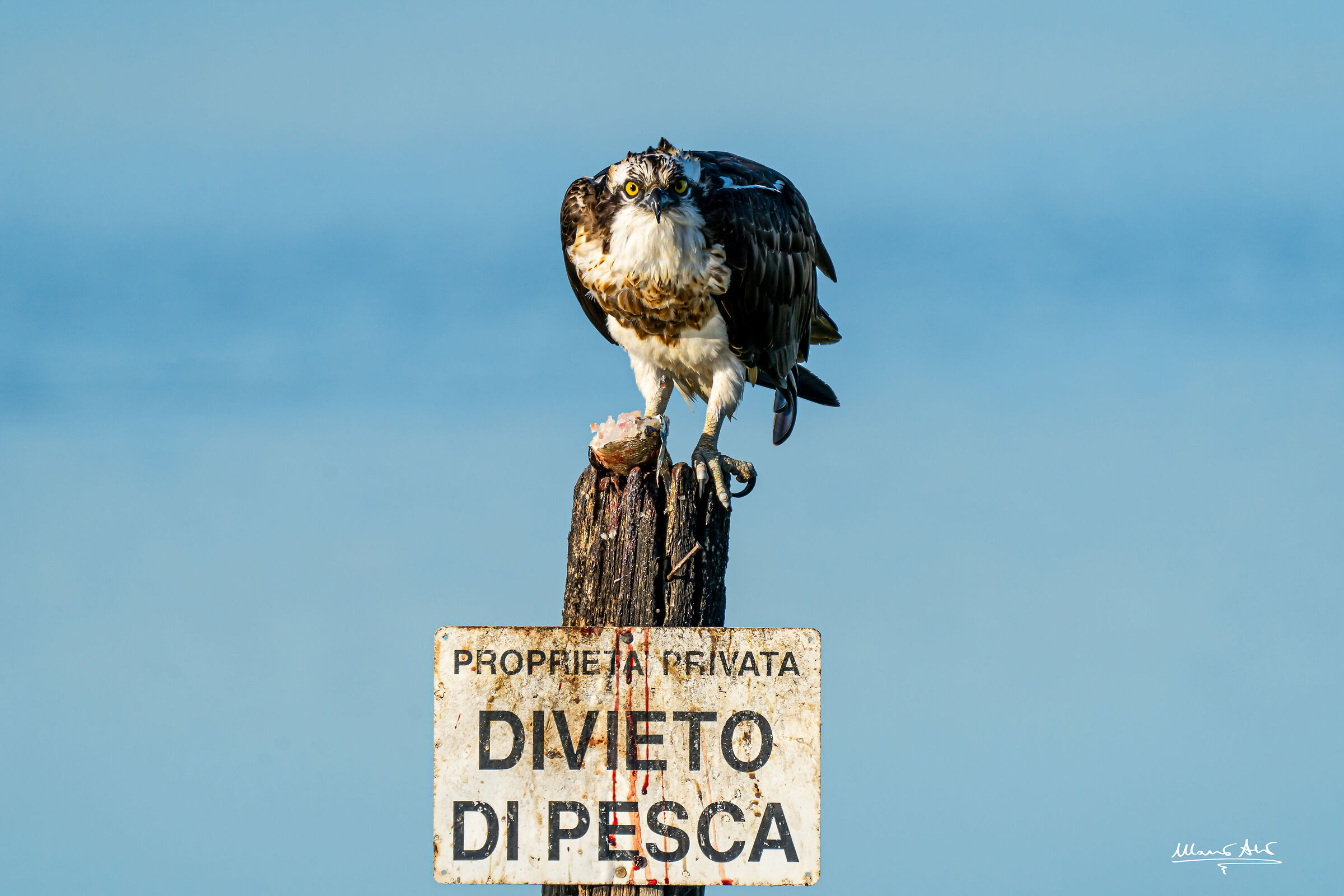 Falco pescatore