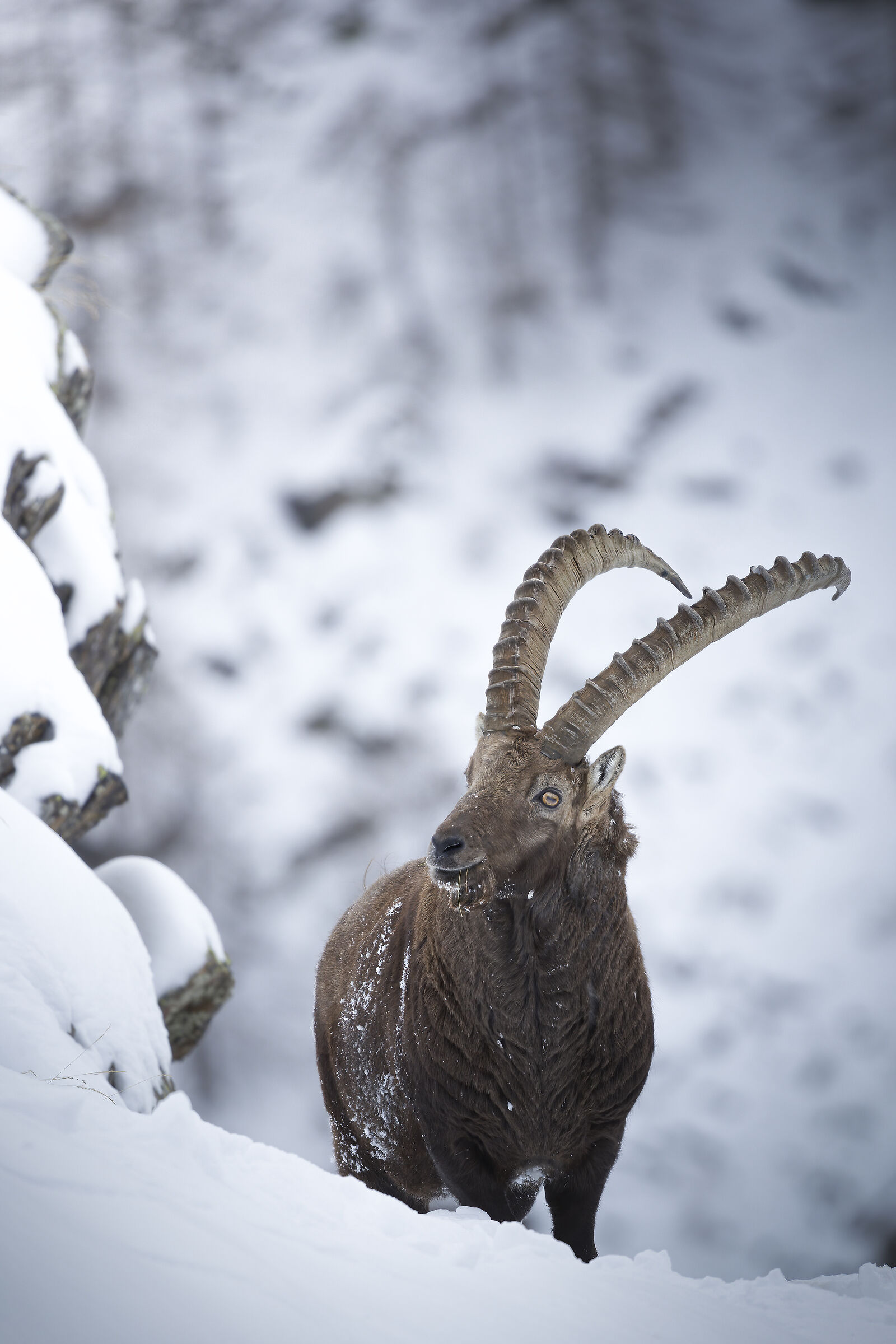 Capra ibex