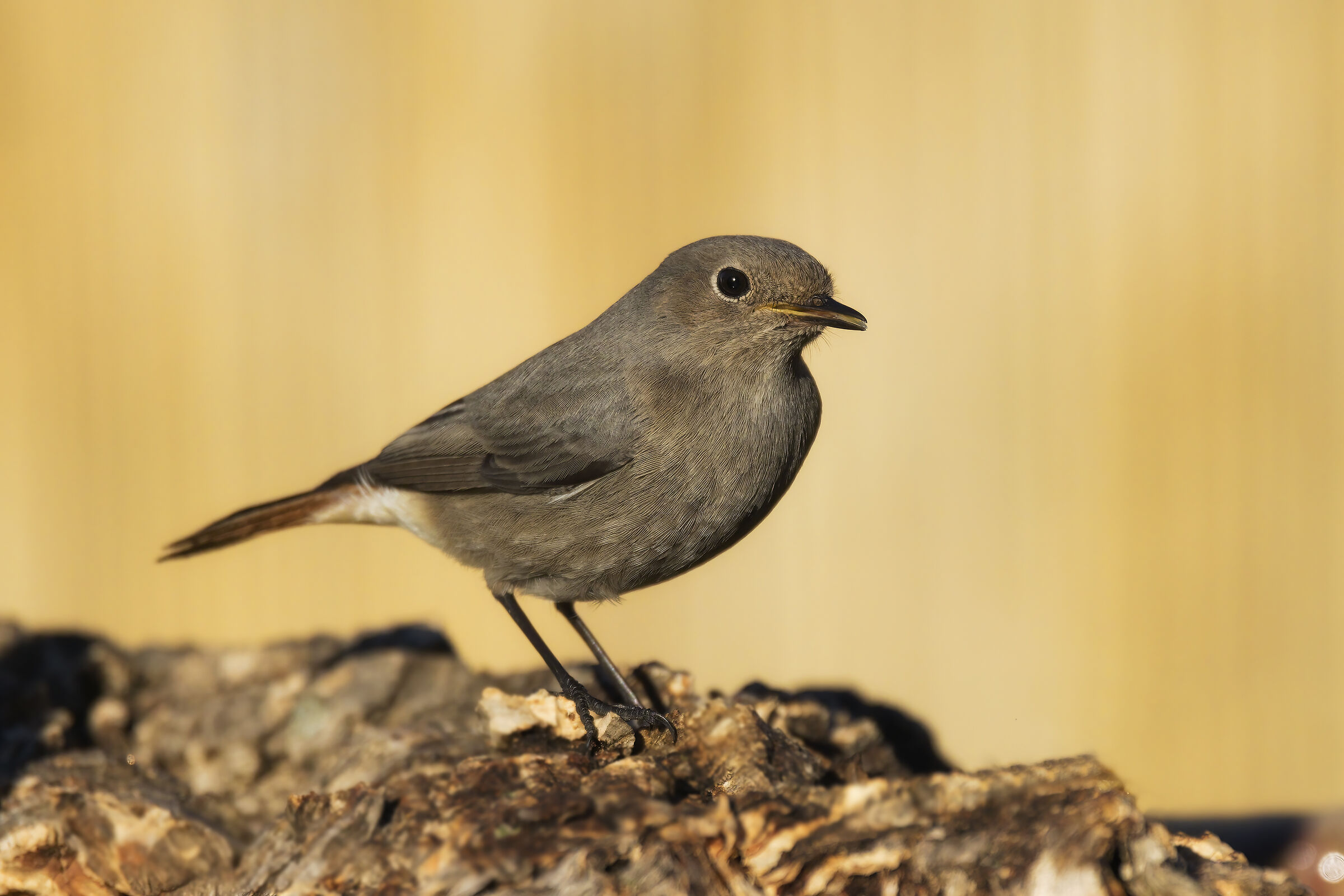 black redstart