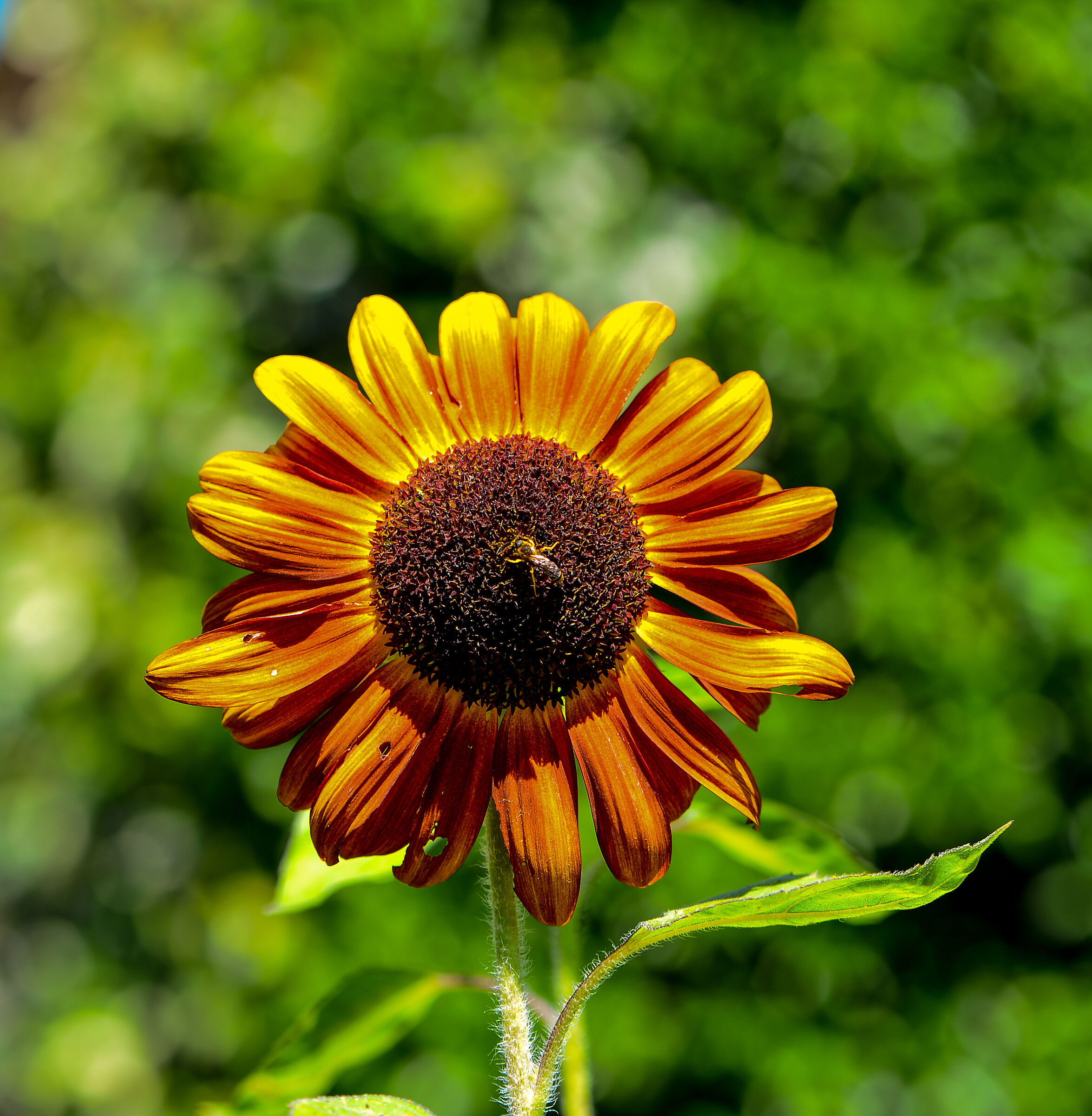 SUNFLOWER