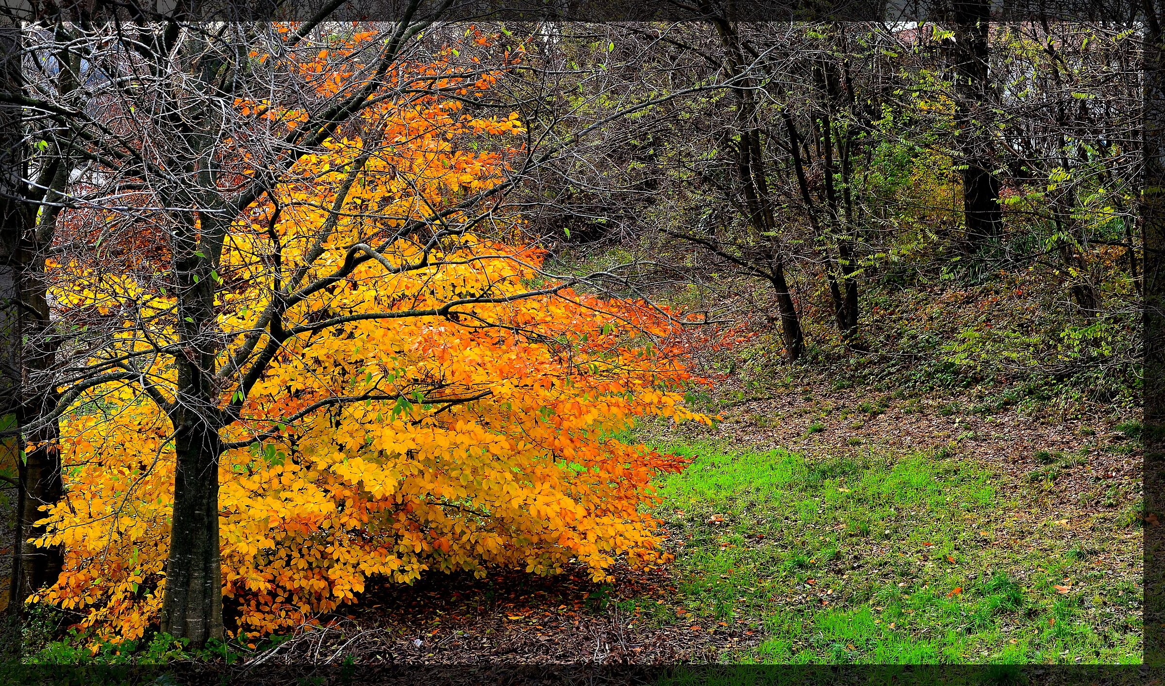 AUTUMN