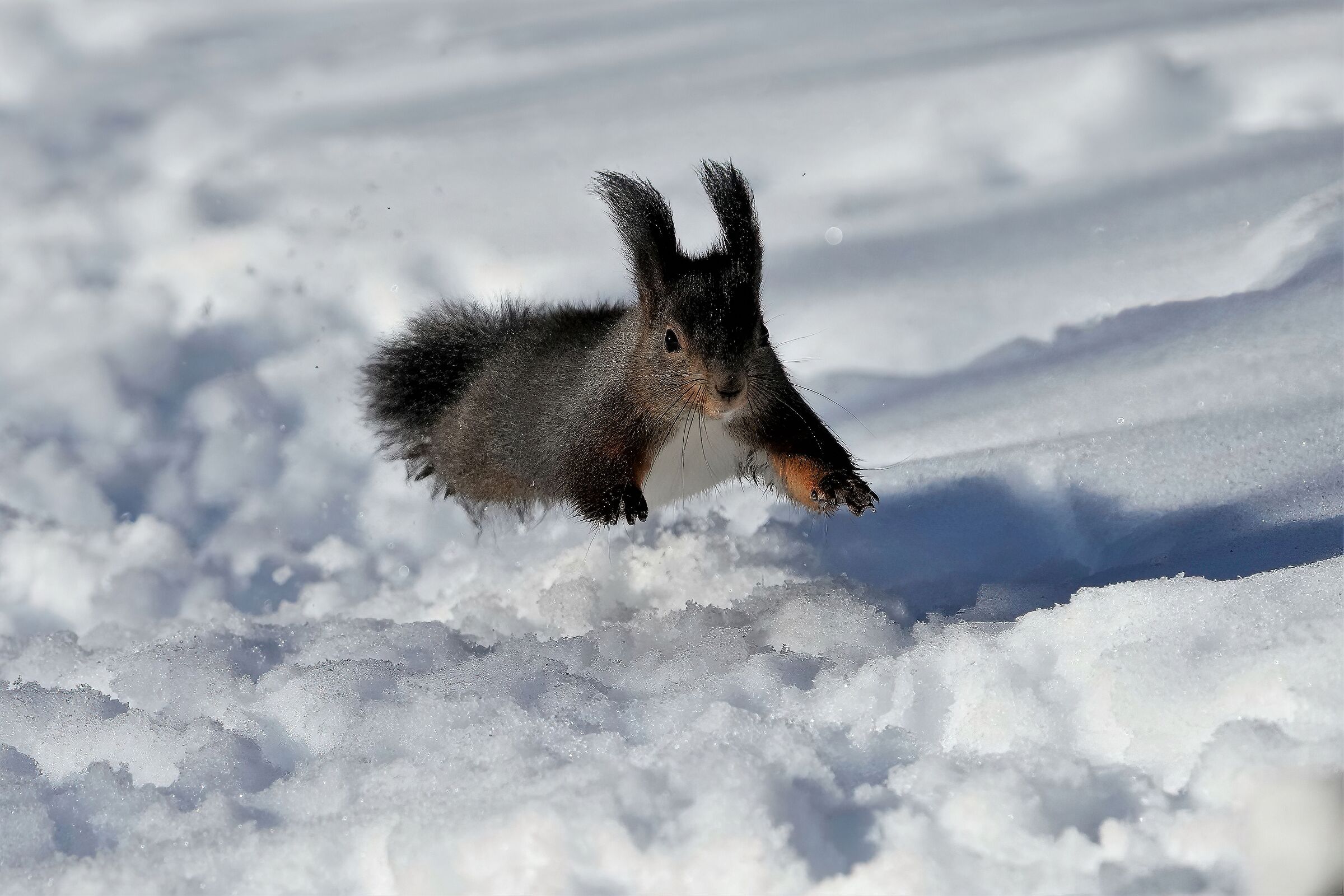 squirrel