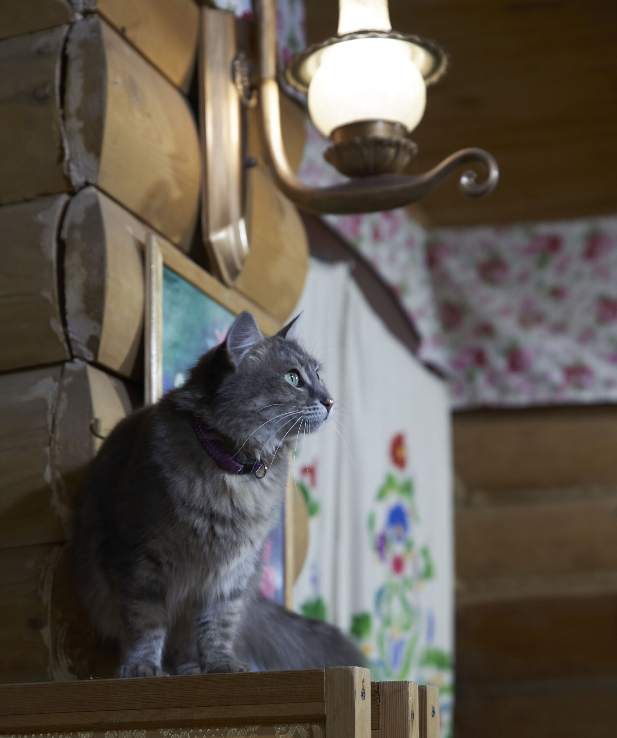 At home in the hutAt home in the hut