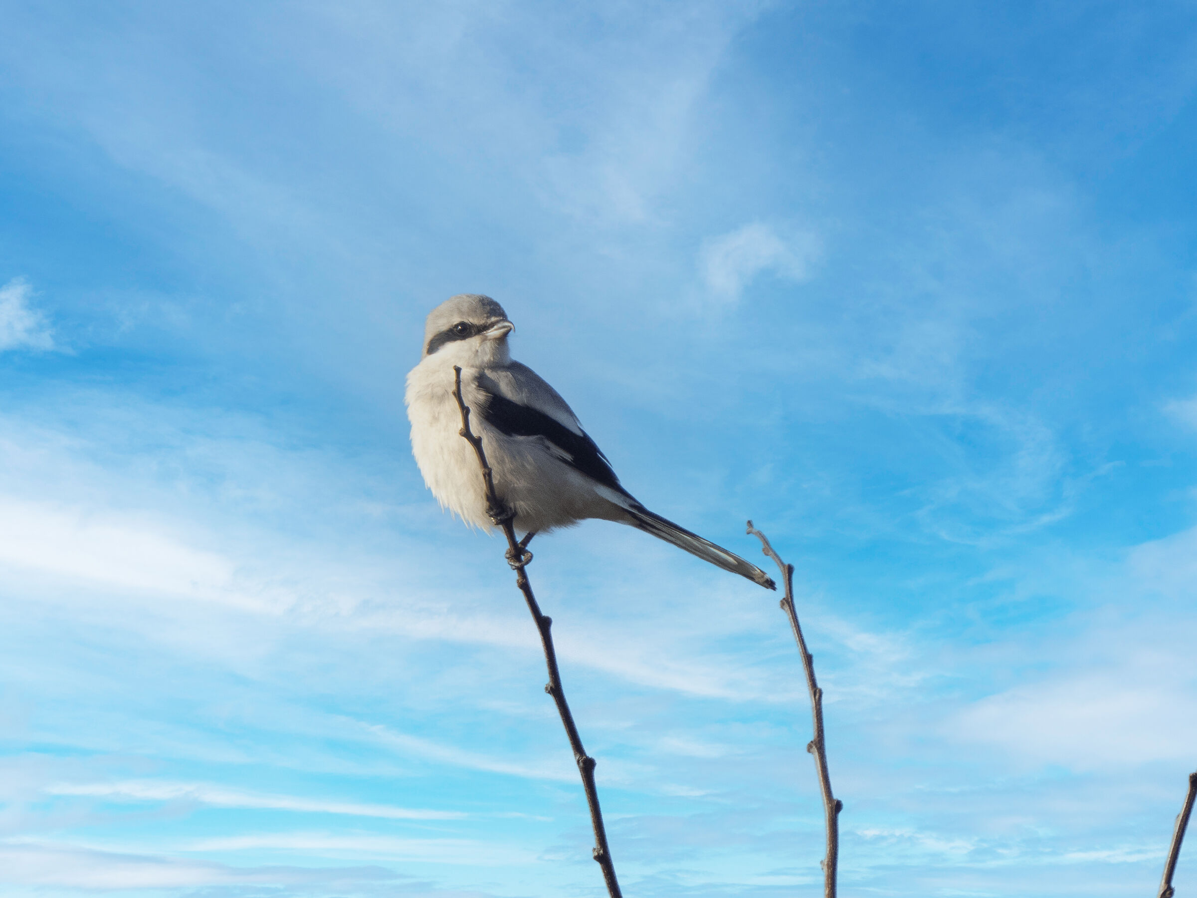 great grey shrike