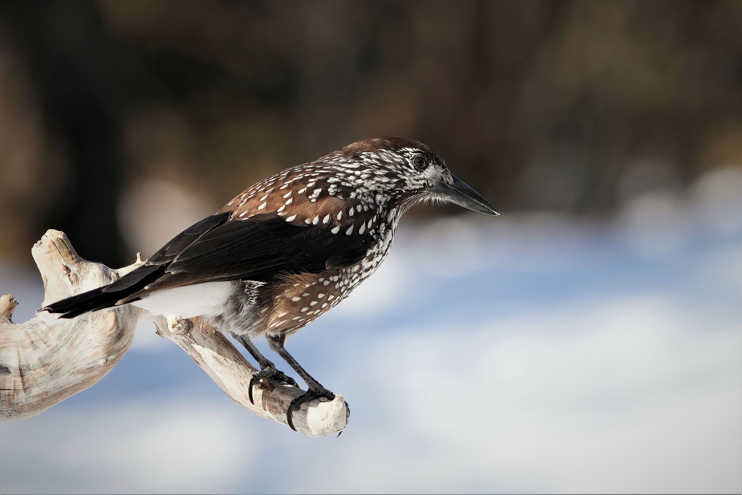 spotted nutcracker