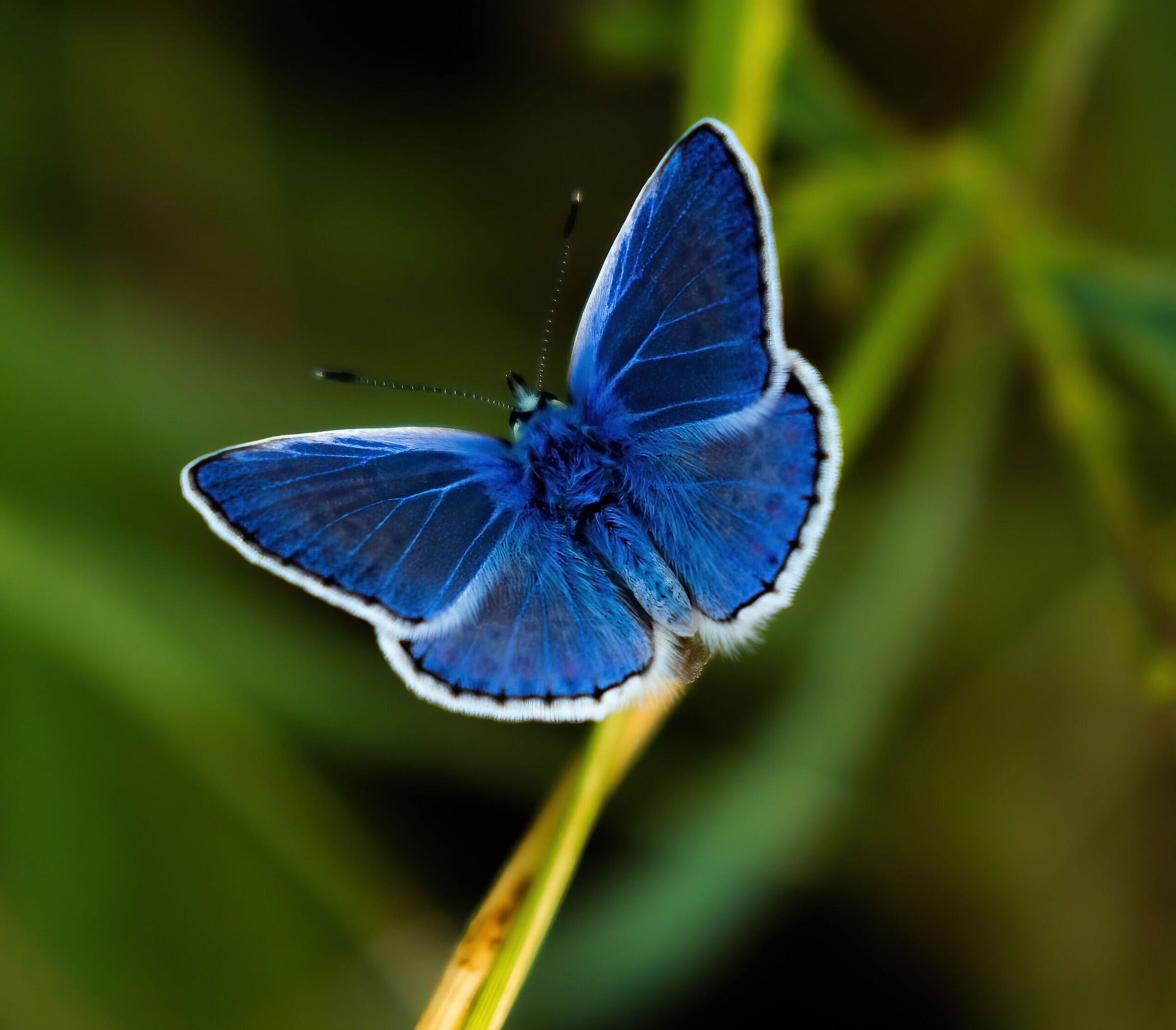 Argo azzurro (Polyommatus Icarus)