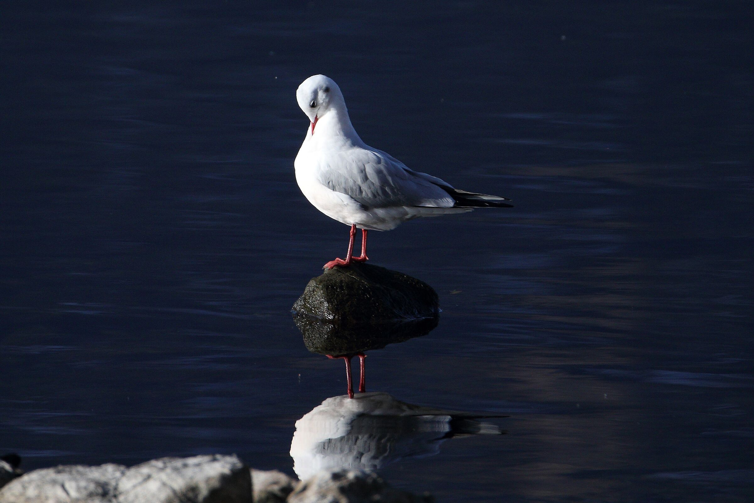 Land gull