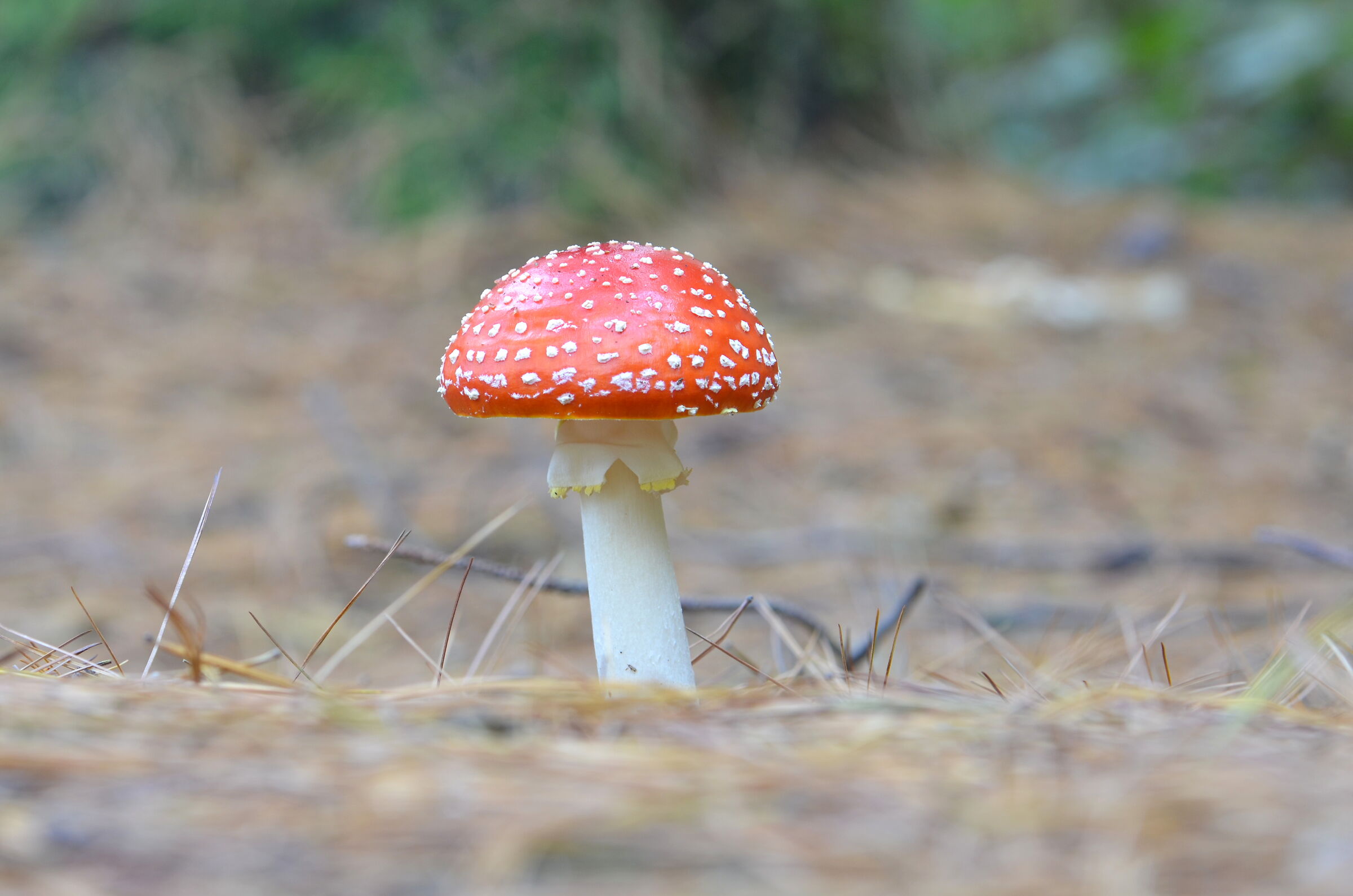 Amanita muscaria