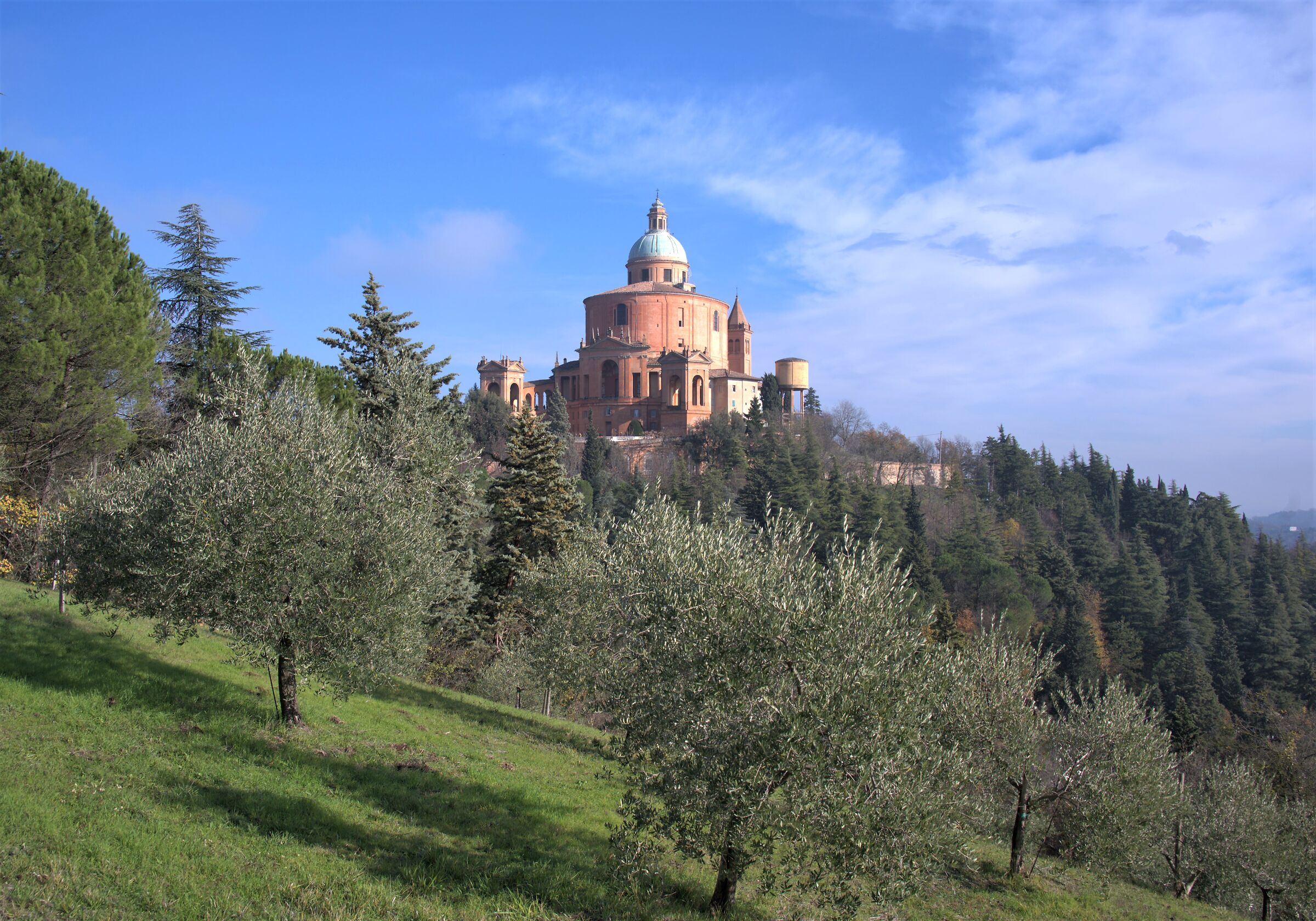 san luca among the olive trees