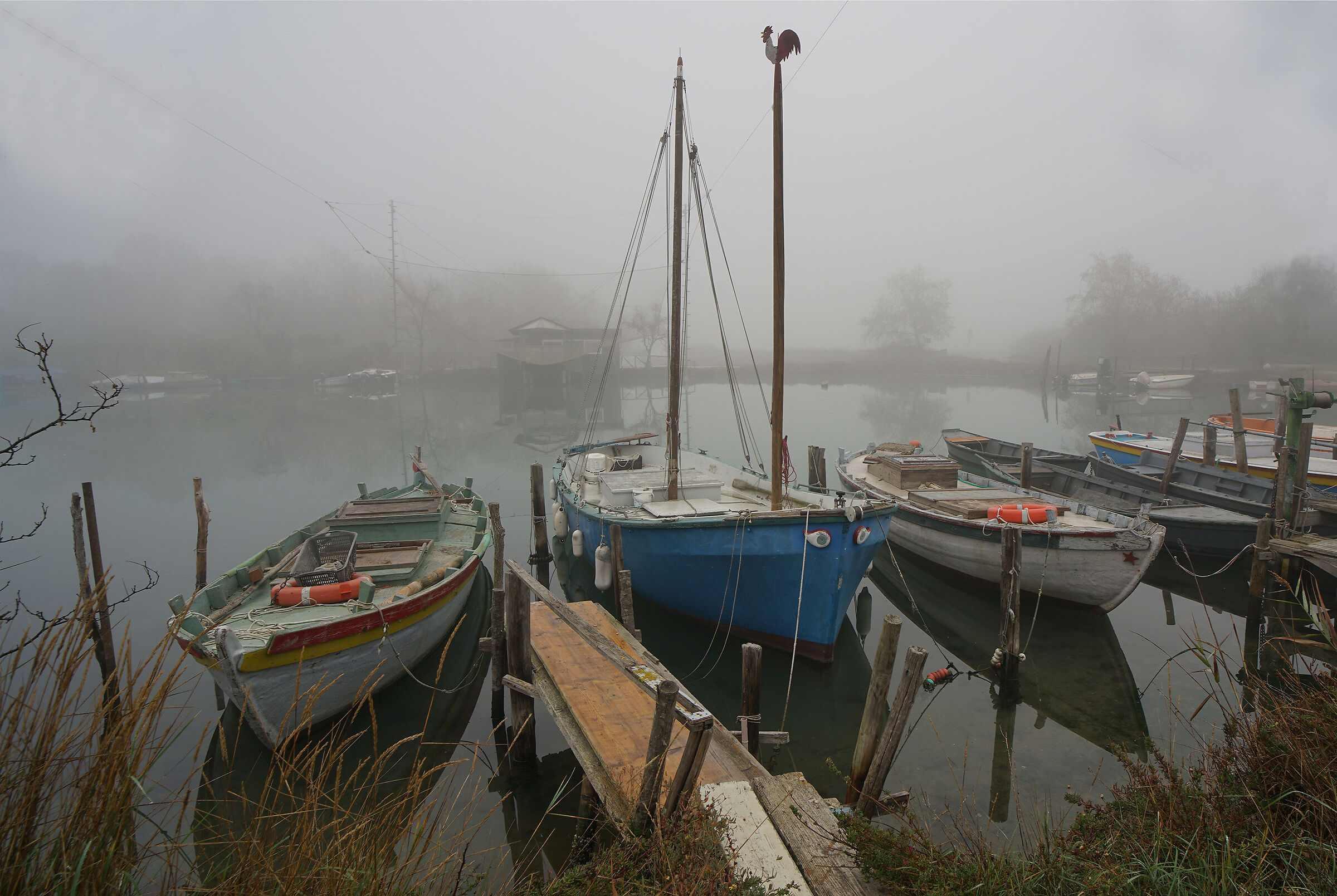 The rooster on the tree